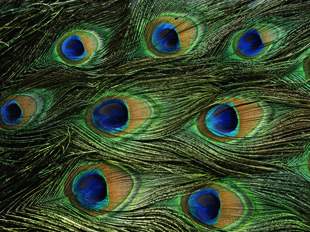 Desktop Wallpaper Peacock Feathers Background