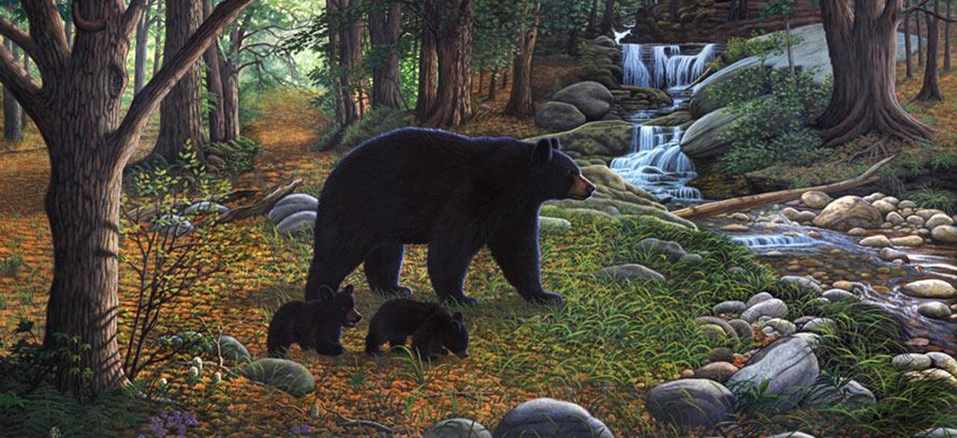 Black Bear Wallpaper
