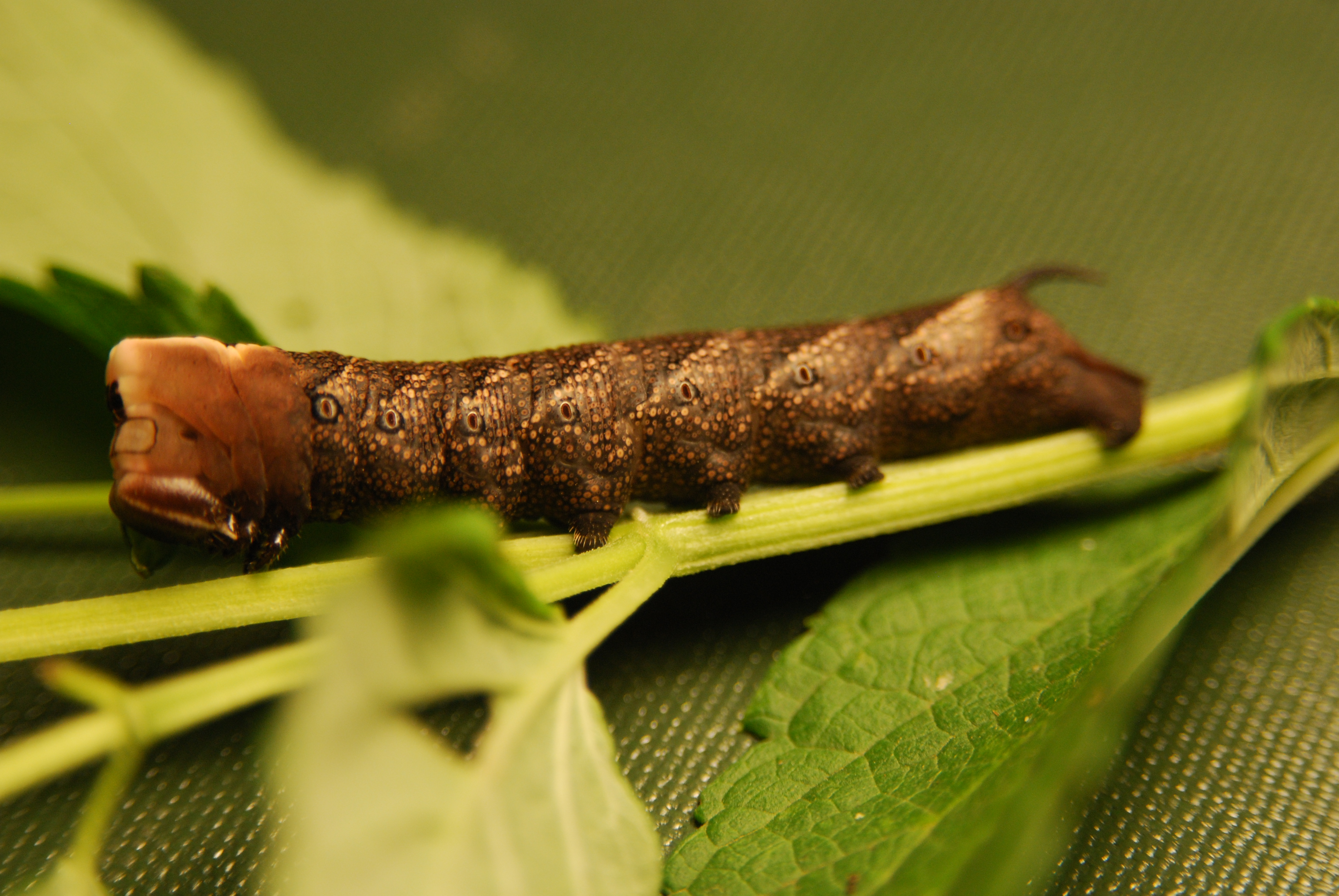 Family Sphingidae Wallpaper
