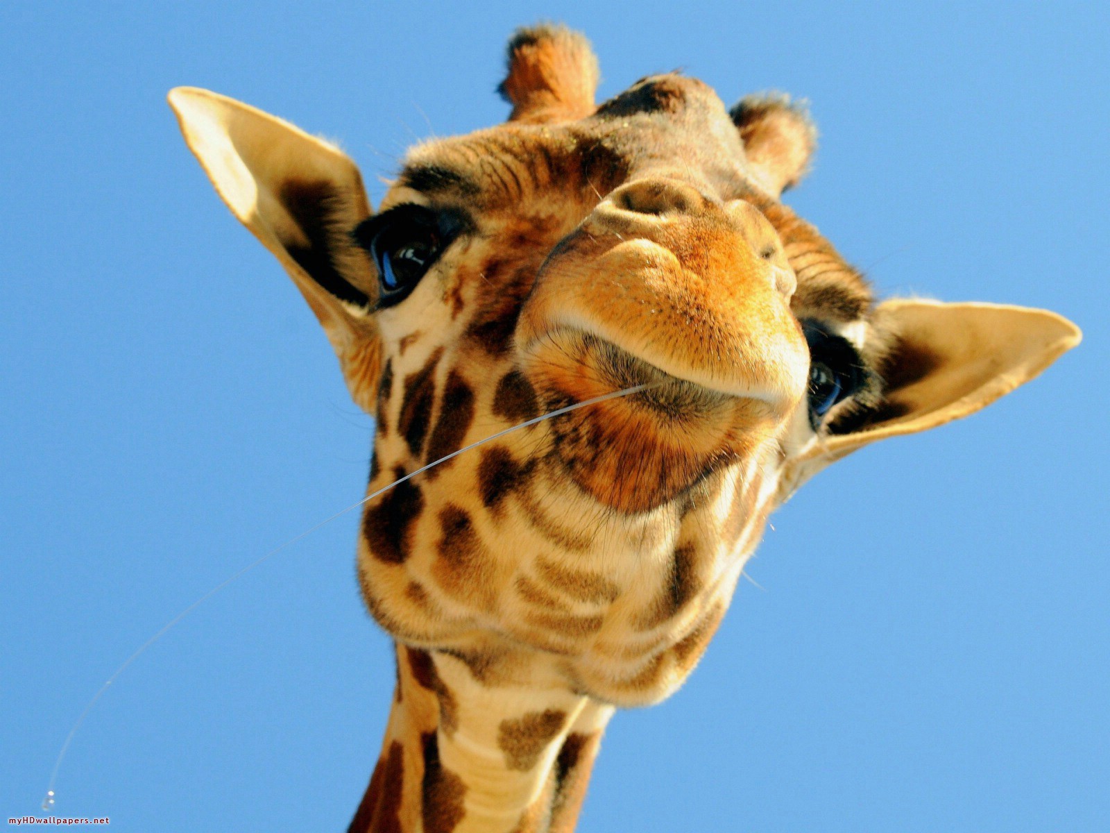 Funny Baby Giraffe Desktop Wallpaper HD