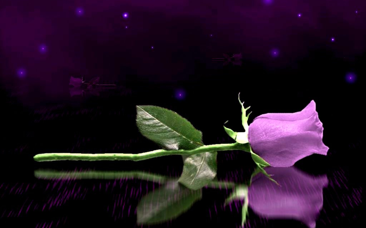 A single, vibrant purple rose lies on a dark, reflective surface, with a backdrop of a starry night sky. The rose and its reflection create a captivating visual