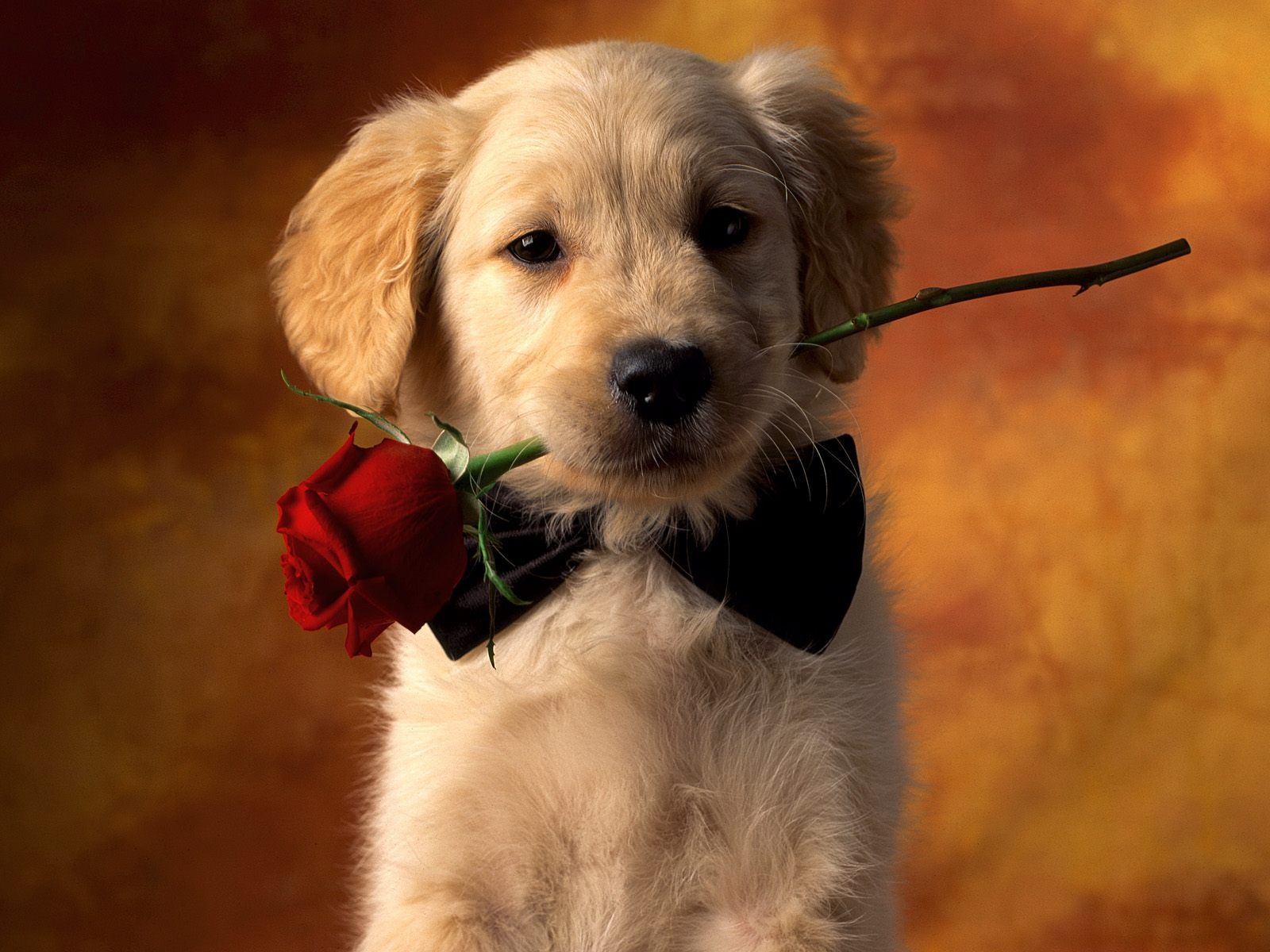 Golden Retriever Puppy With Rose Desktop Wallpaper