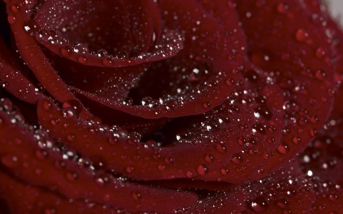 HD Desktop Wallpaper Of Rose Image Burgundy Dew Imagebank Biz