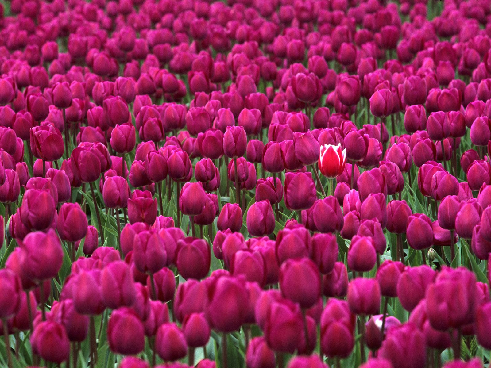 One In A Million Skagit Valley Tulip Festival