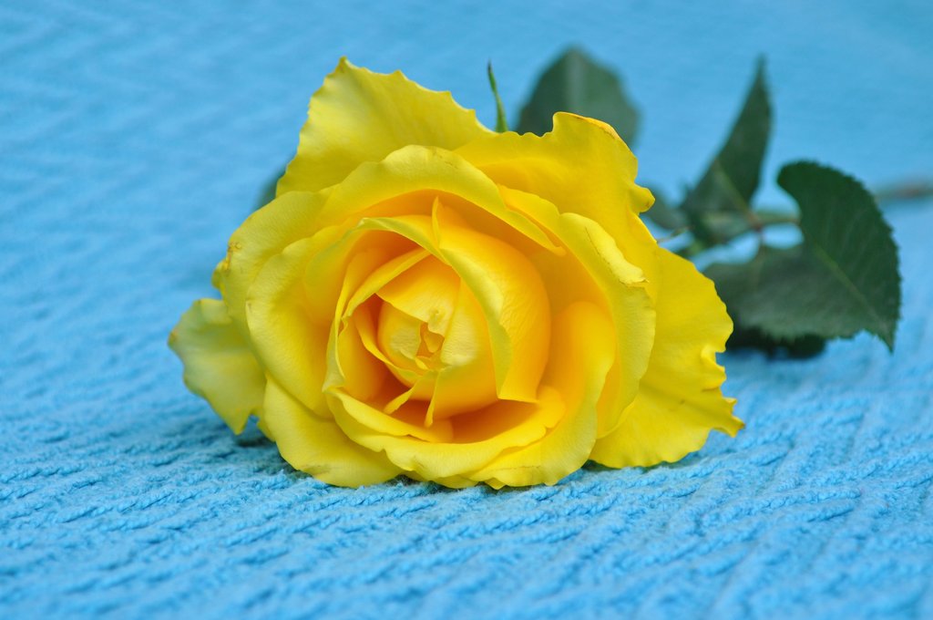 Pictures Of Single Yellow Rose Image Kidskunst Info