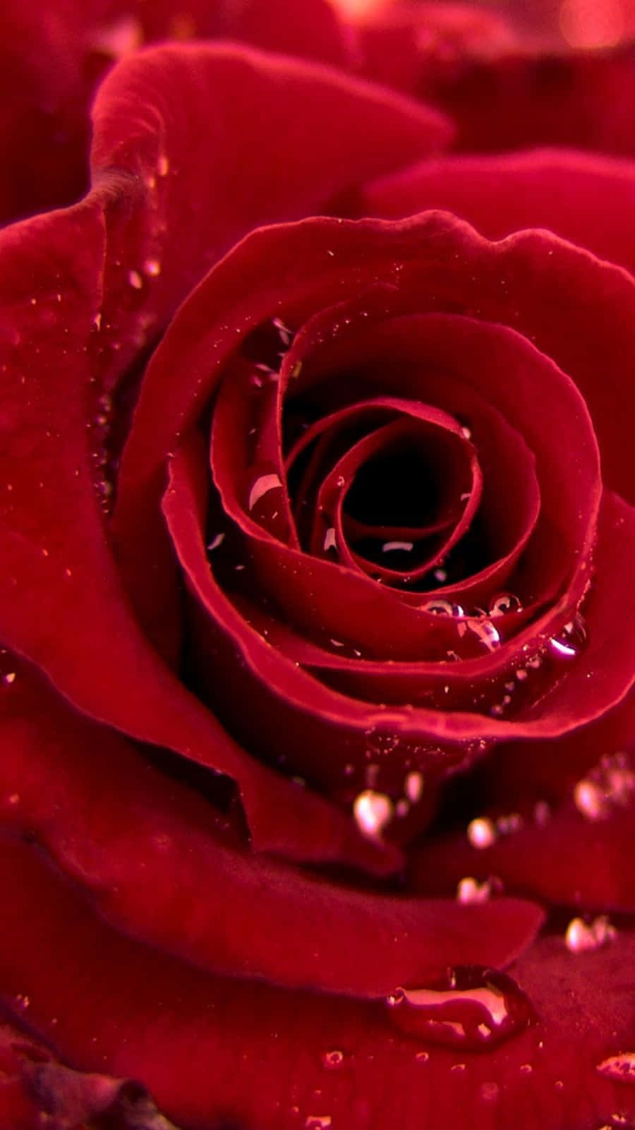 Red Rose iPhone X Wallpaper