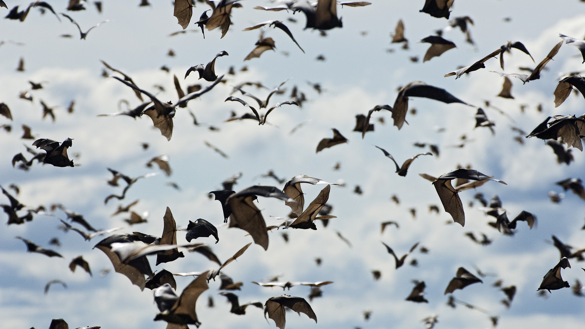 Straw National Park Bats Flight Sky Wallpaper