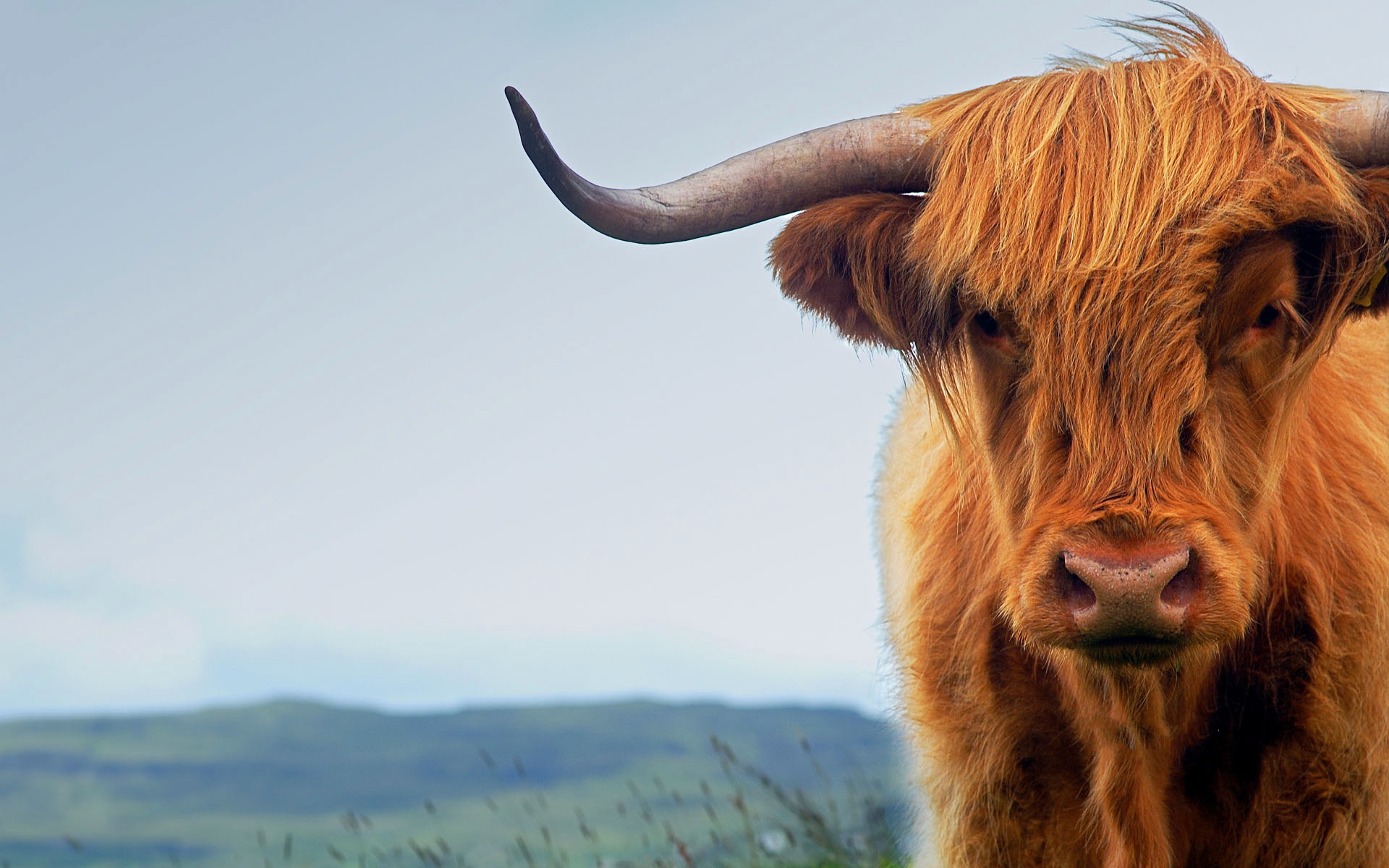 Animal Highland Cattle Cow Wallpaper