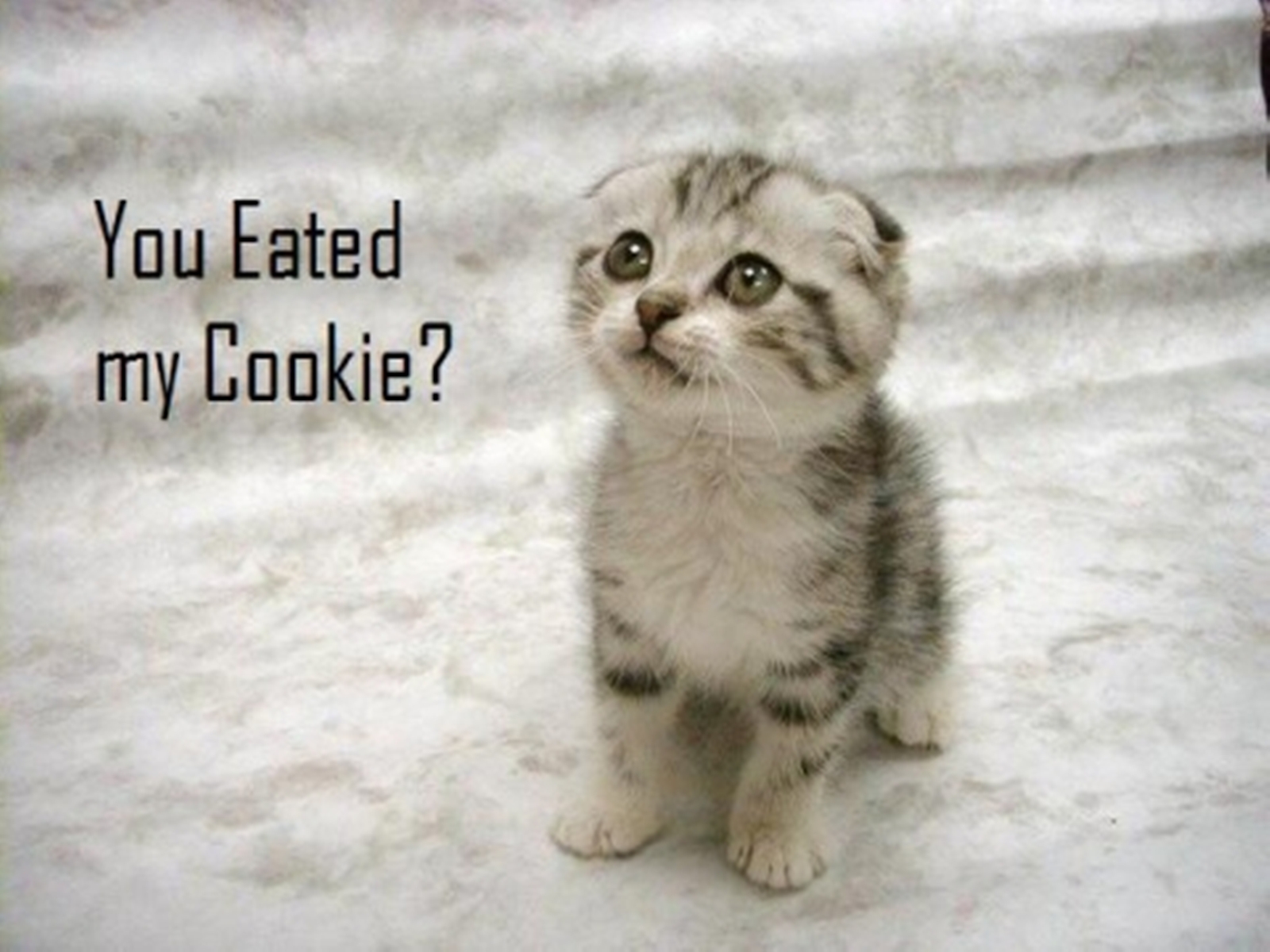 cute animals pictures with quotes