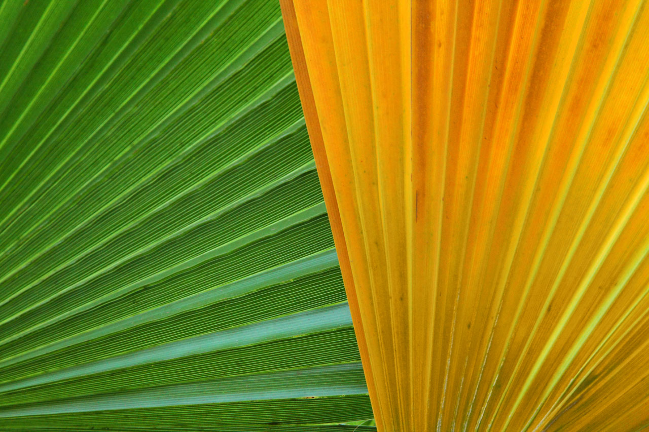 Colorful Palm Leaves Free Stock Photo HD   Public Domain Pictures