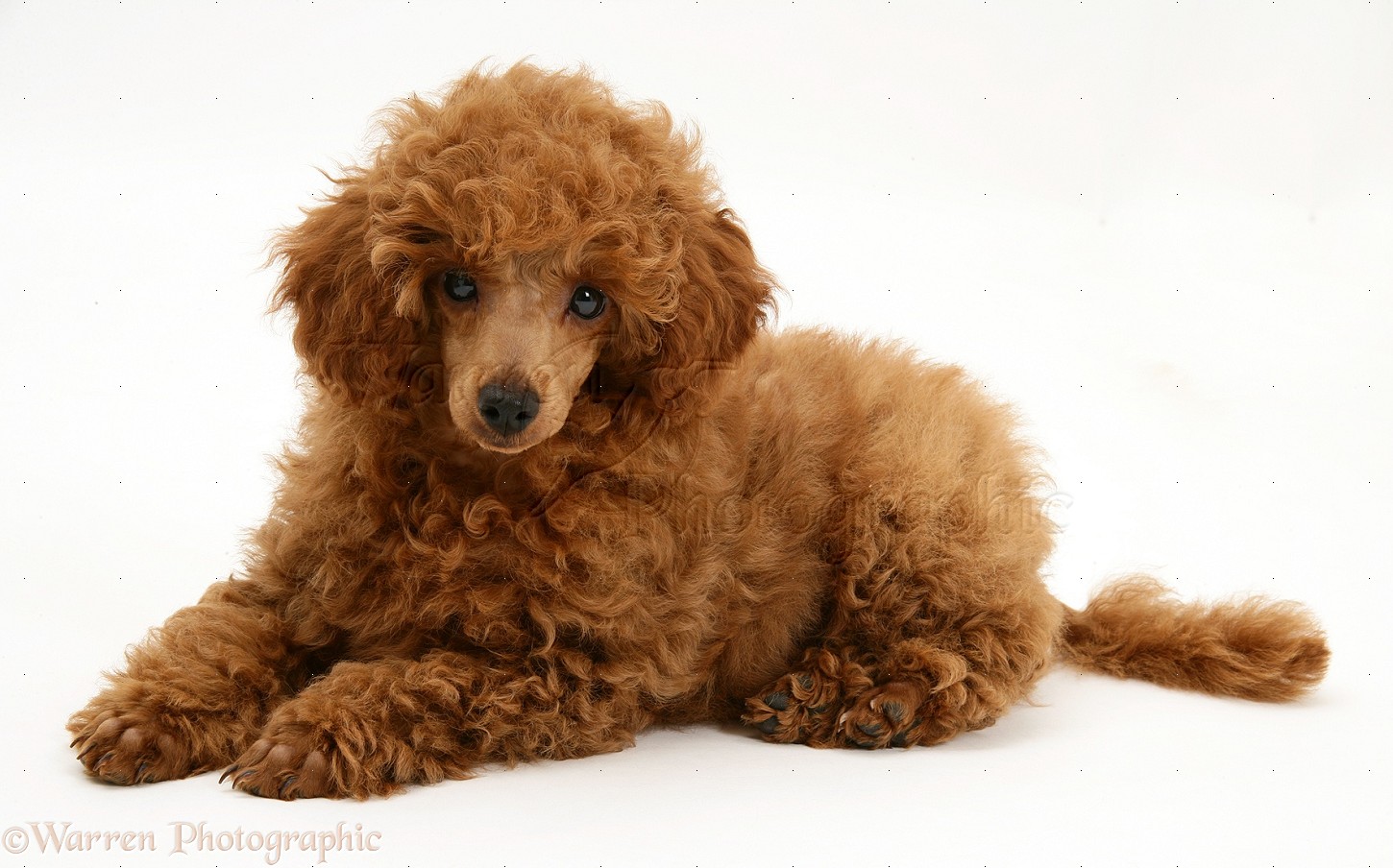 Toy Poodle Red Pup