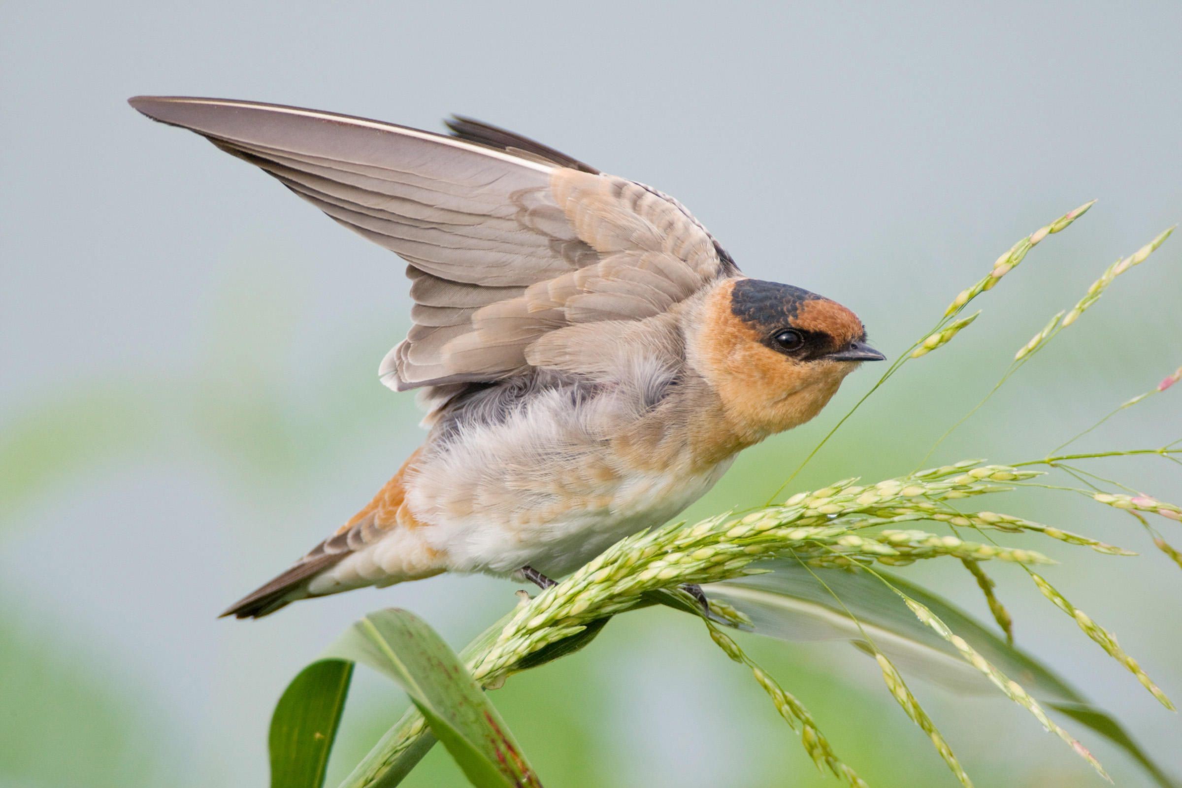Swallow HD Wallpaper