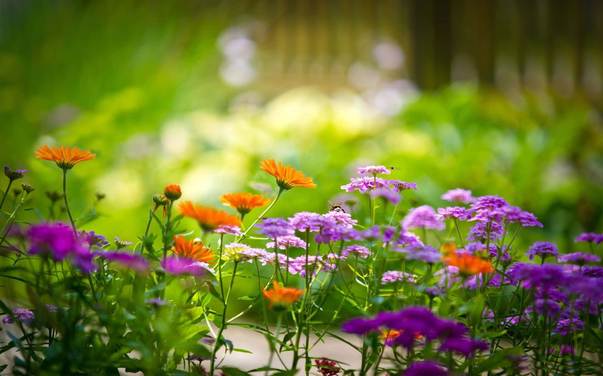 Nature Flower Wallpaper