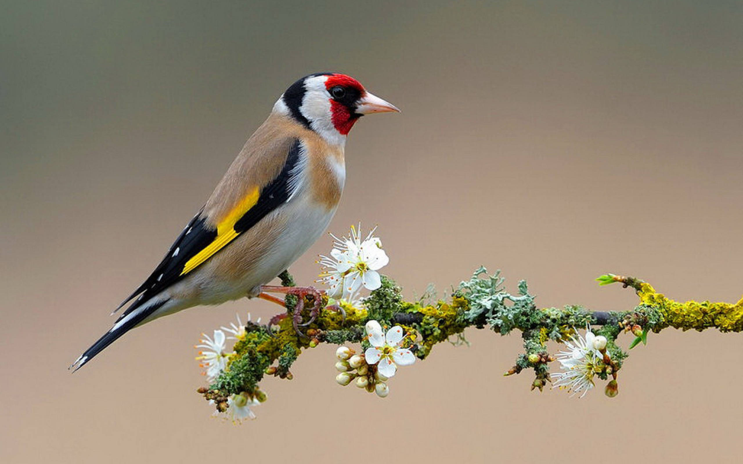 HD Birds Wallpaper