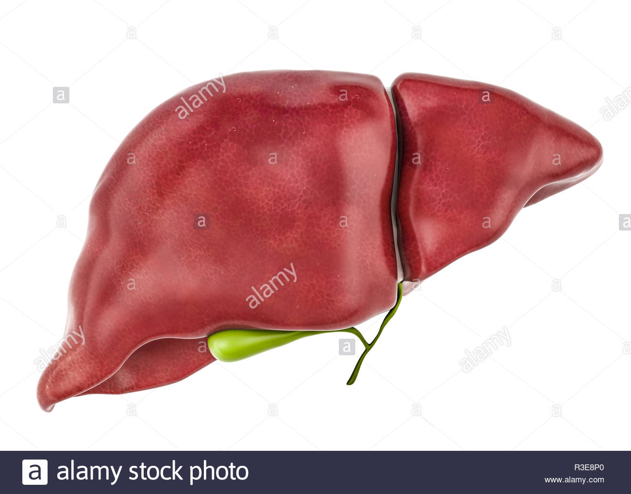 Healthy Human Liver With Gallbladder 3d Rendering Isolated On