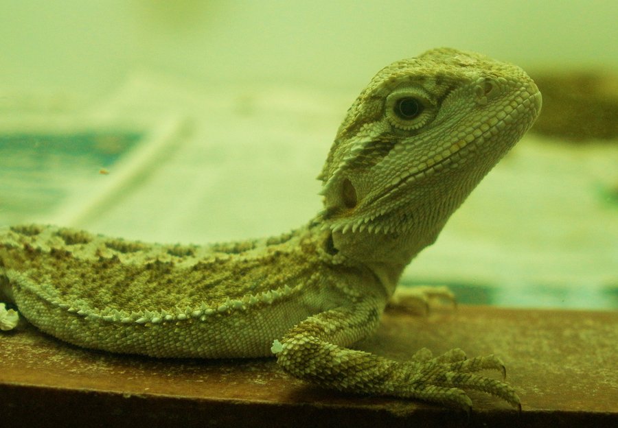 These Are Some Of Bearded Dragons General Today Pictures Lizzy