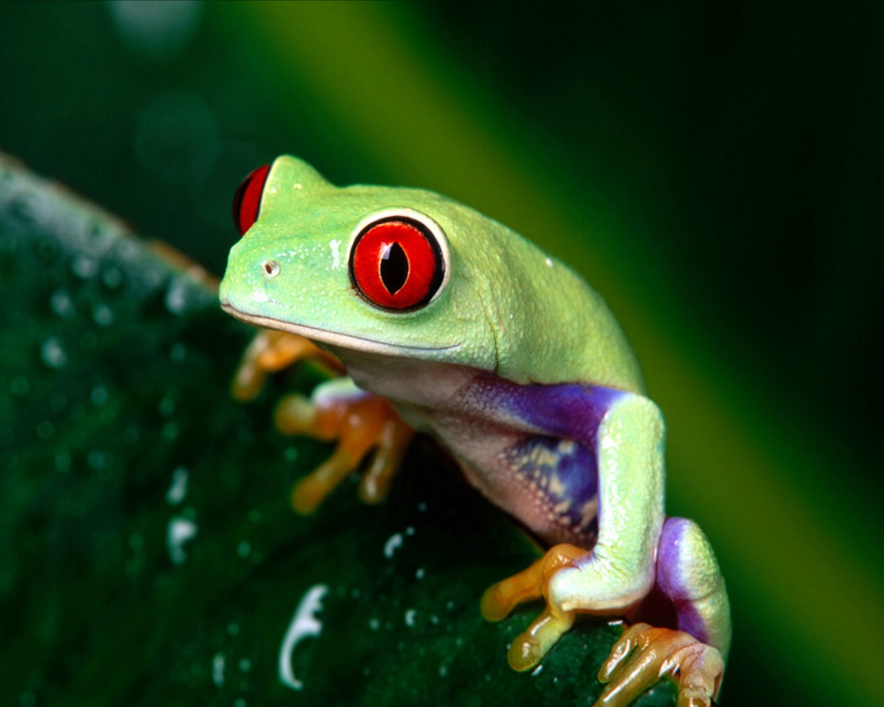 Xmwallpaper Wallpaper Animals Frogs Red Eyed Tree Frog