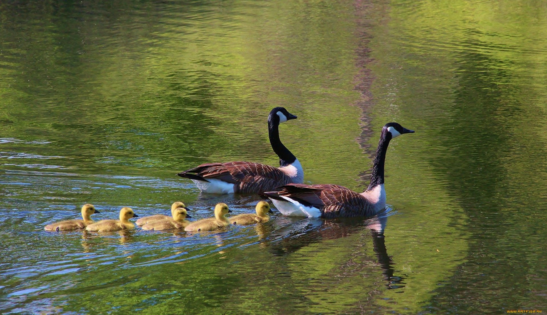 Serene Goose Family Wallpaper