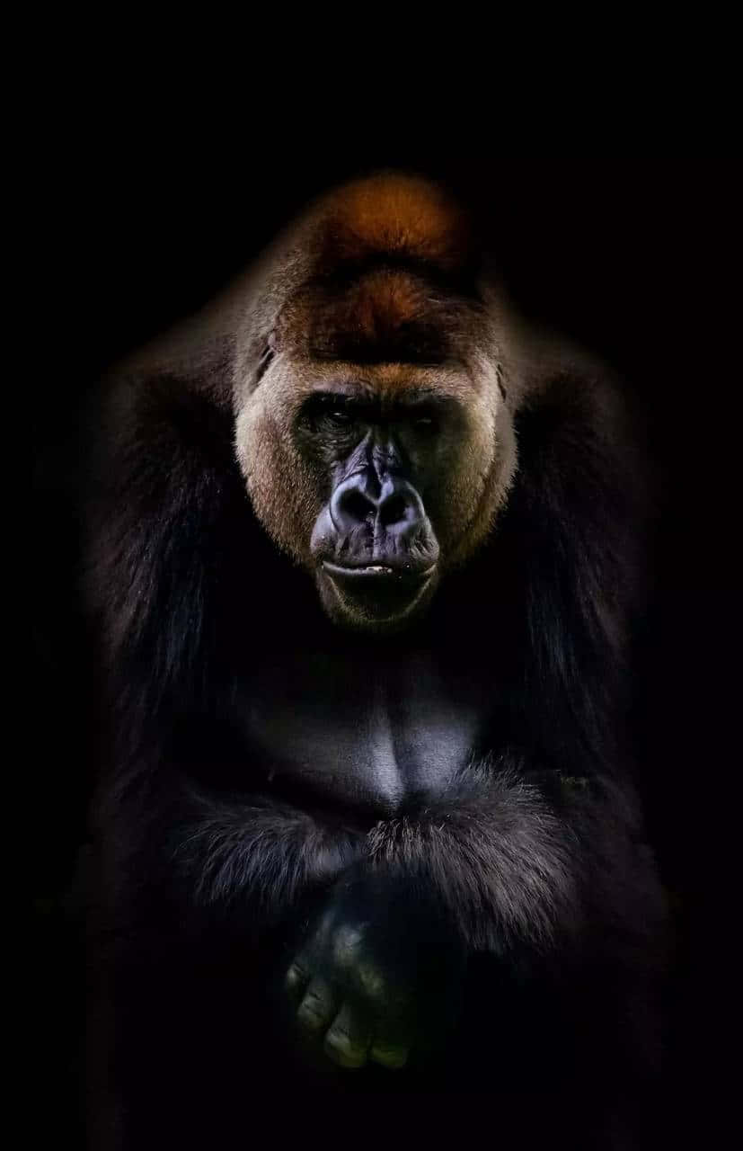iPhone Xs Max Gorilla Background With Reddish Head Wallpaper