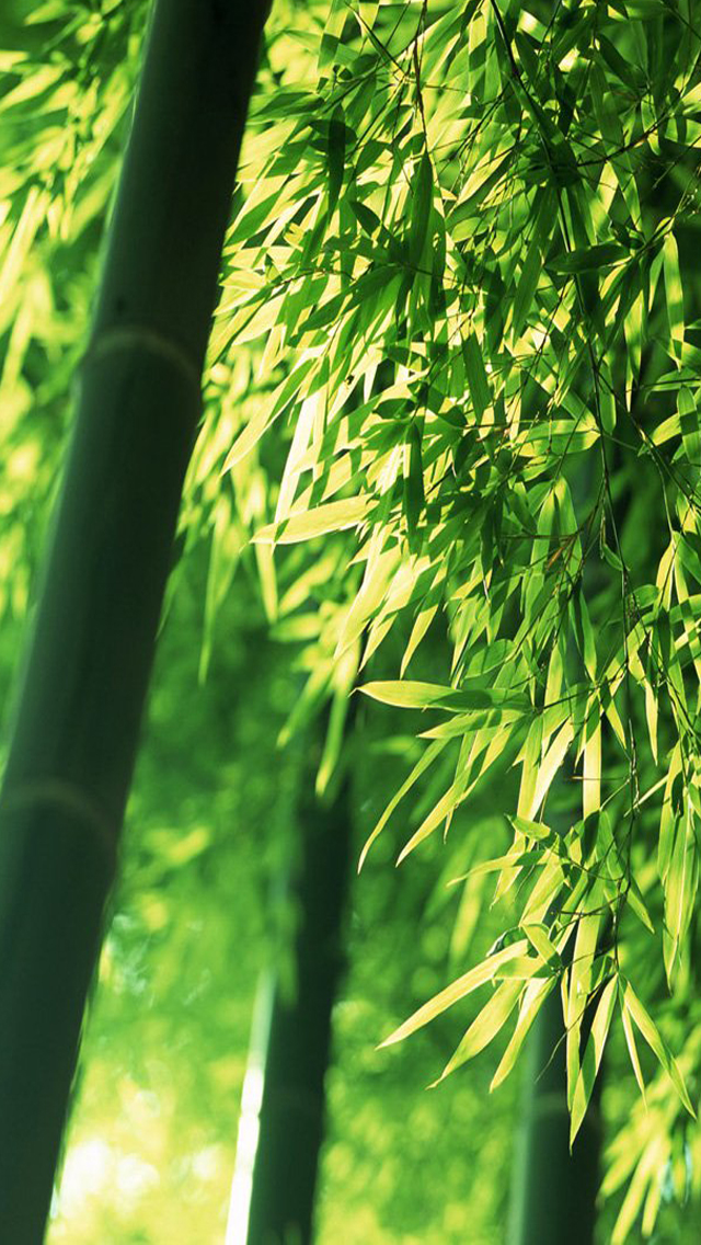 Bamboo iPhone Wallpapers on WallpaperDog