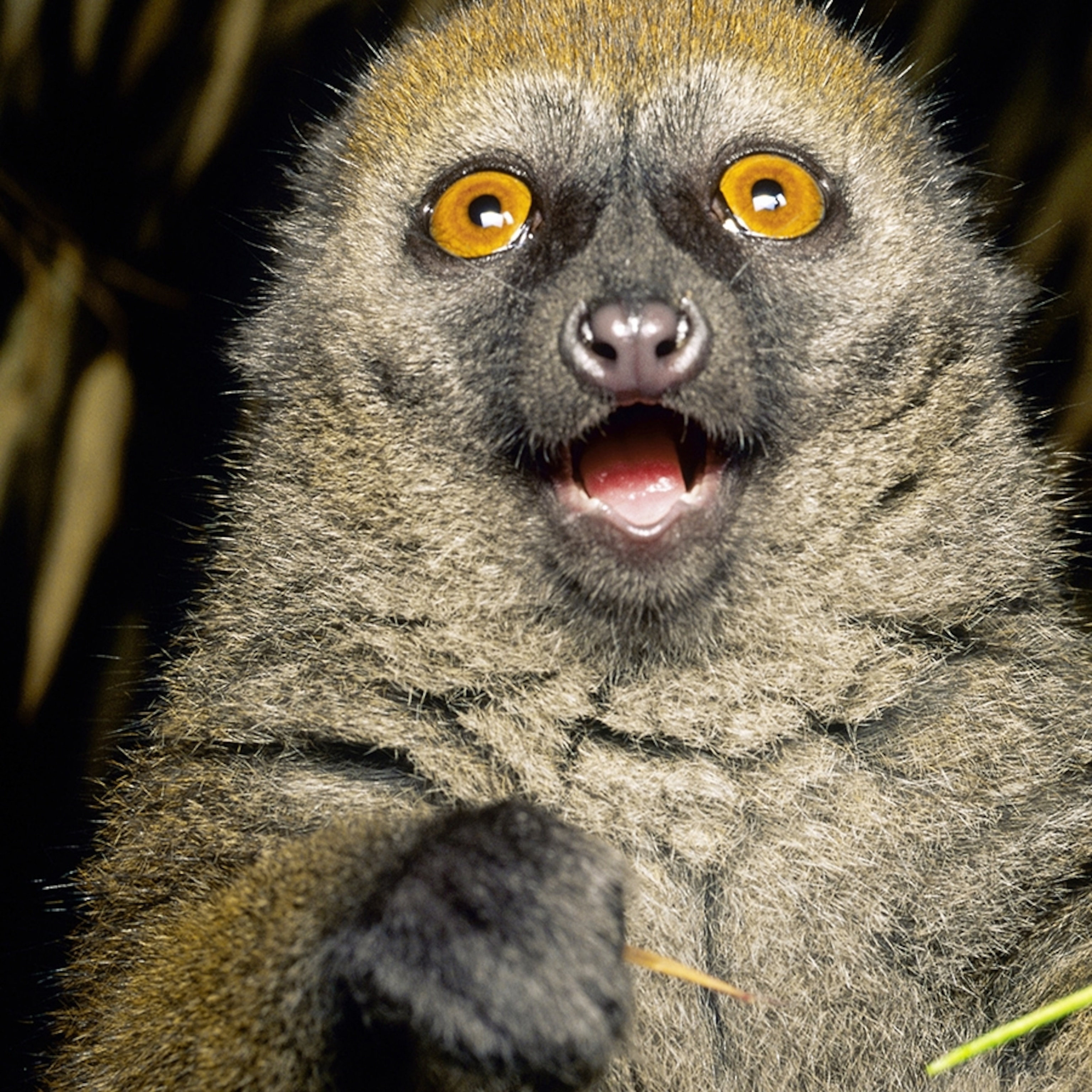 Funny Happy Animal Picture Wallpaper