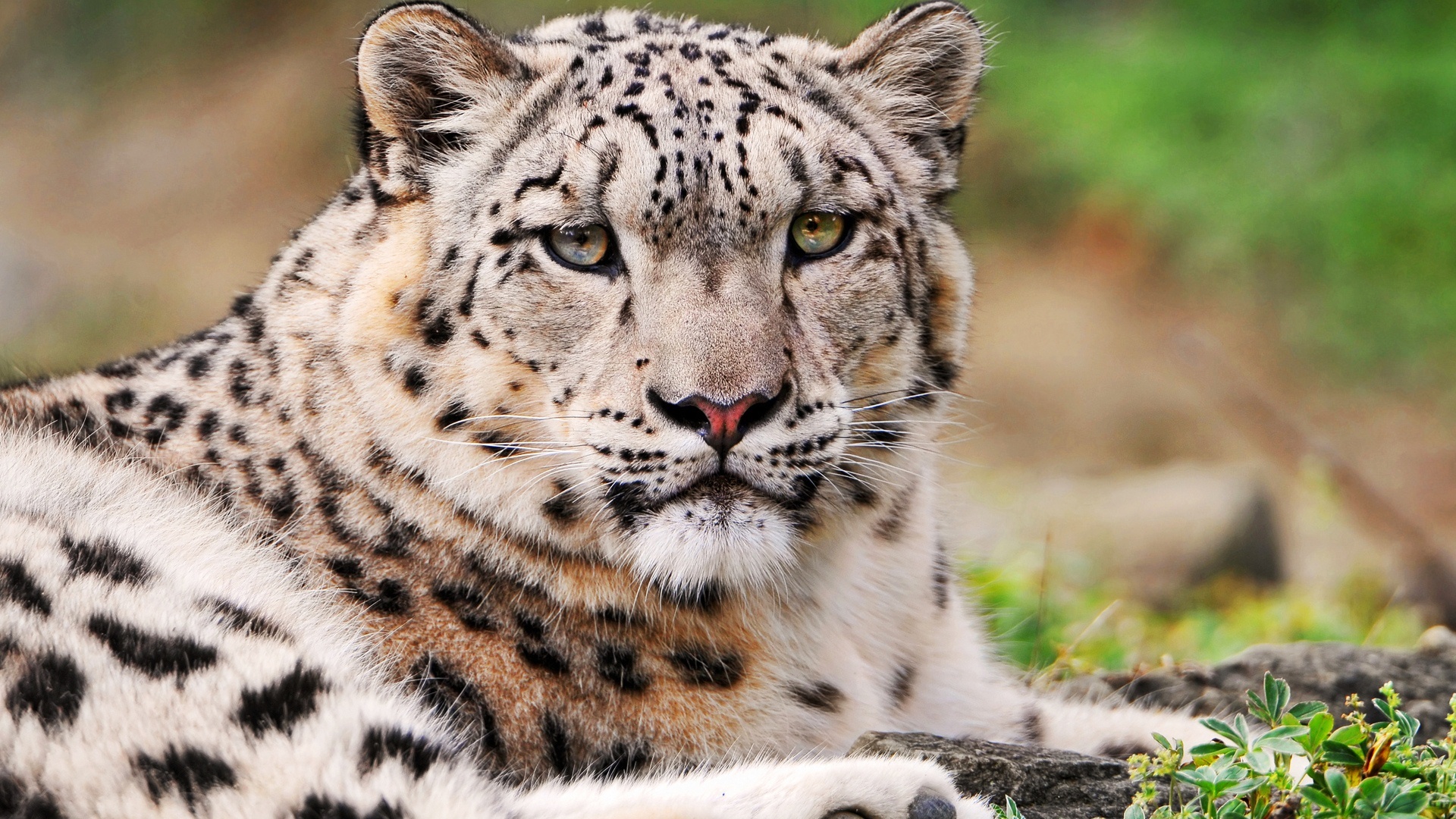 White Snow Leopard Animal Wallpaper Desktop Background For HD