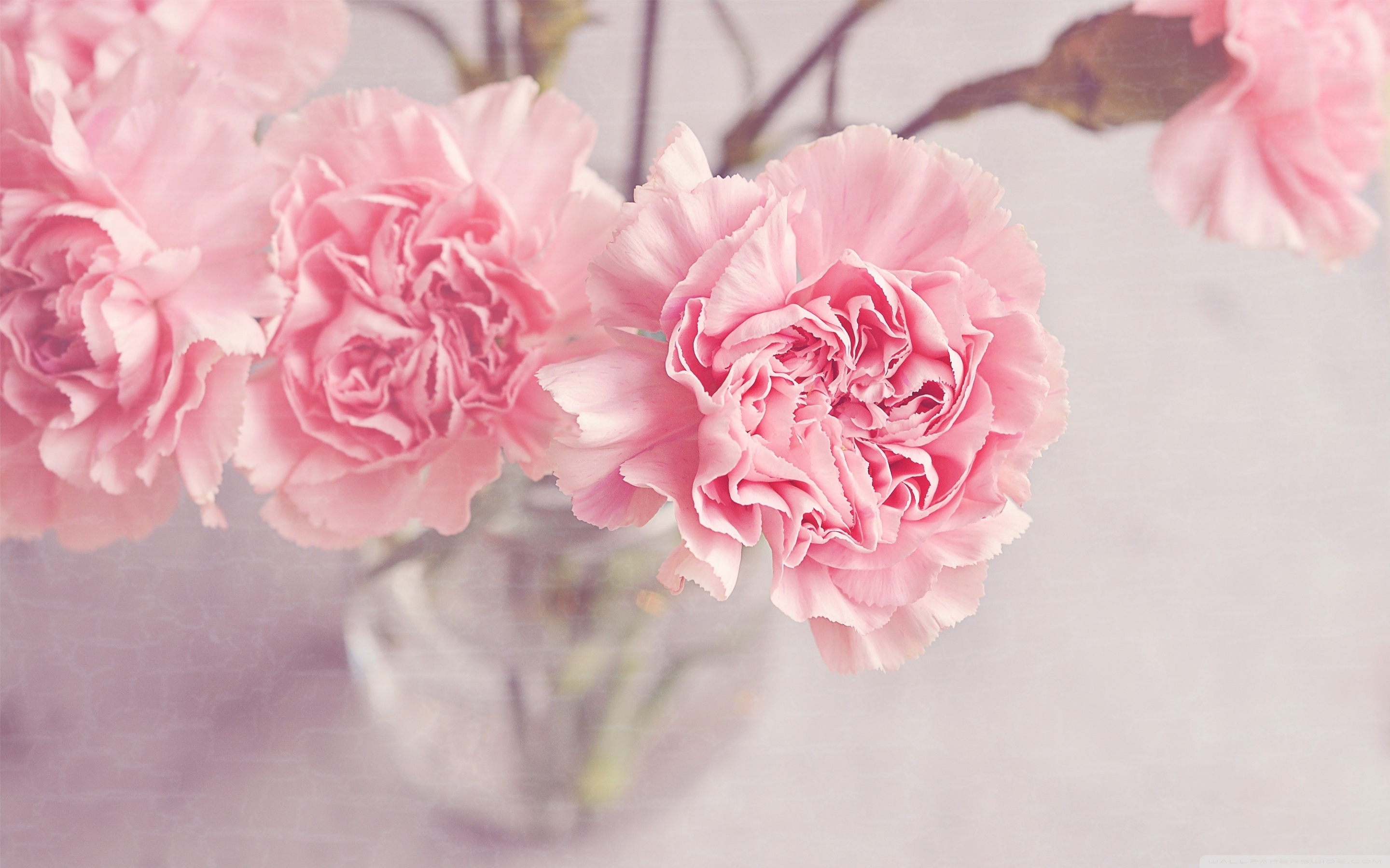 Light Pink Carnations Flowers In A Vase Ultra HD Desktop