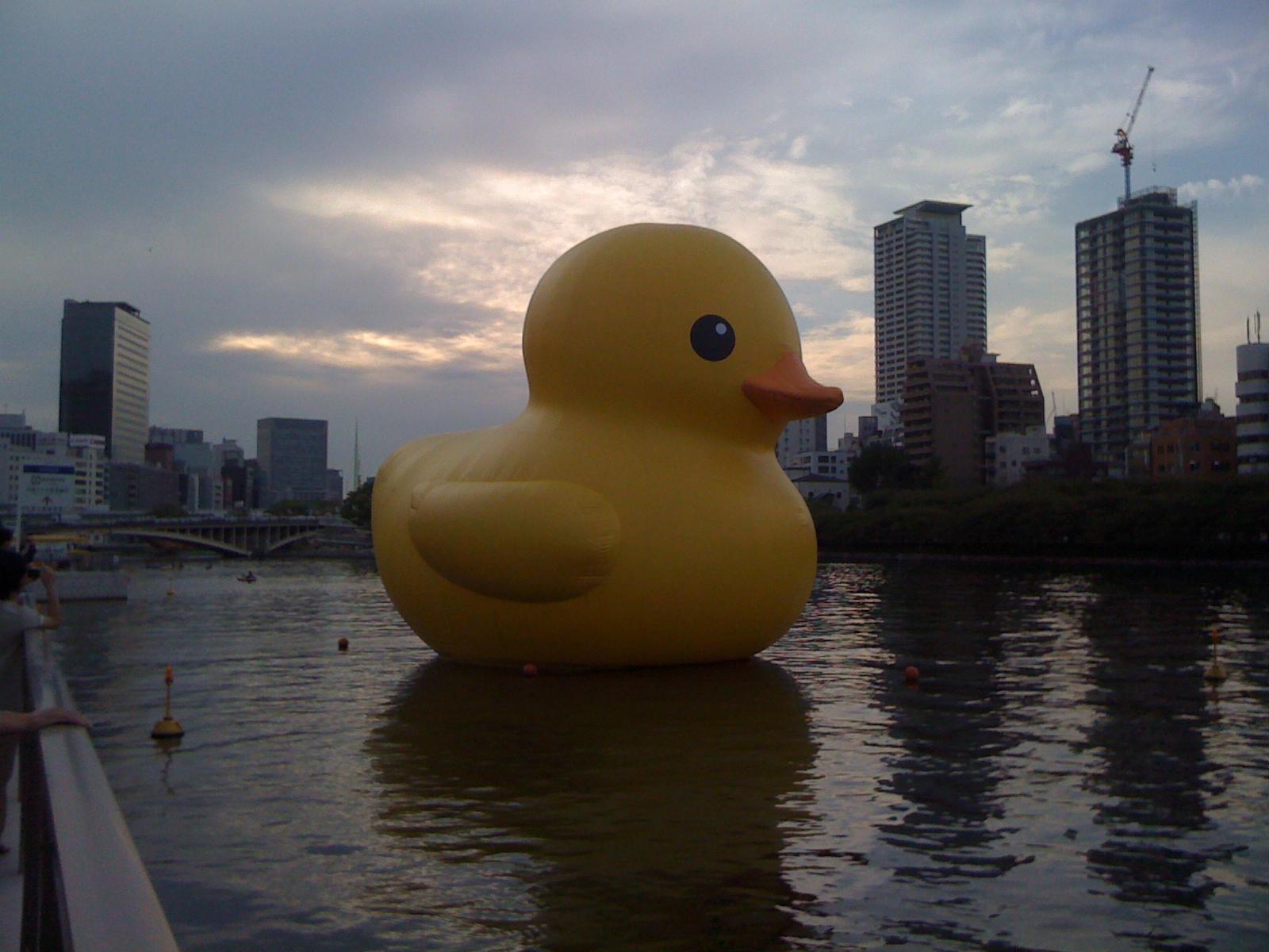 Giant Rubber Ducky Wallpaper Image Pictures Becuo