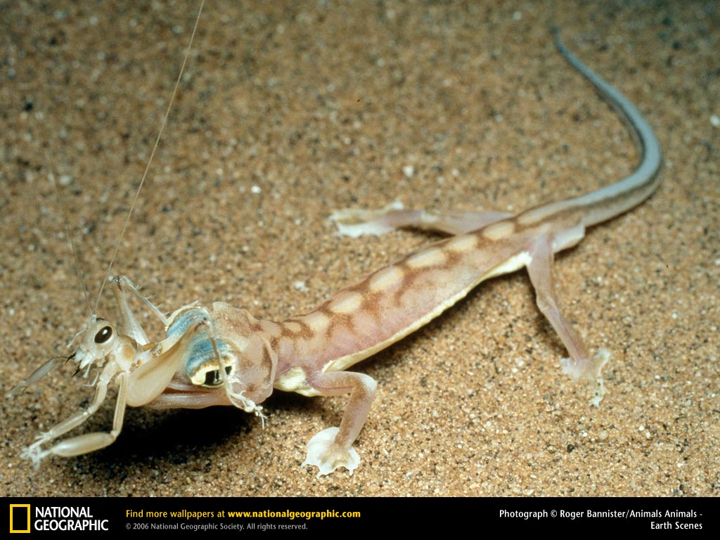 Nothing Found For Leopard Gecko Pictures Wallpaper