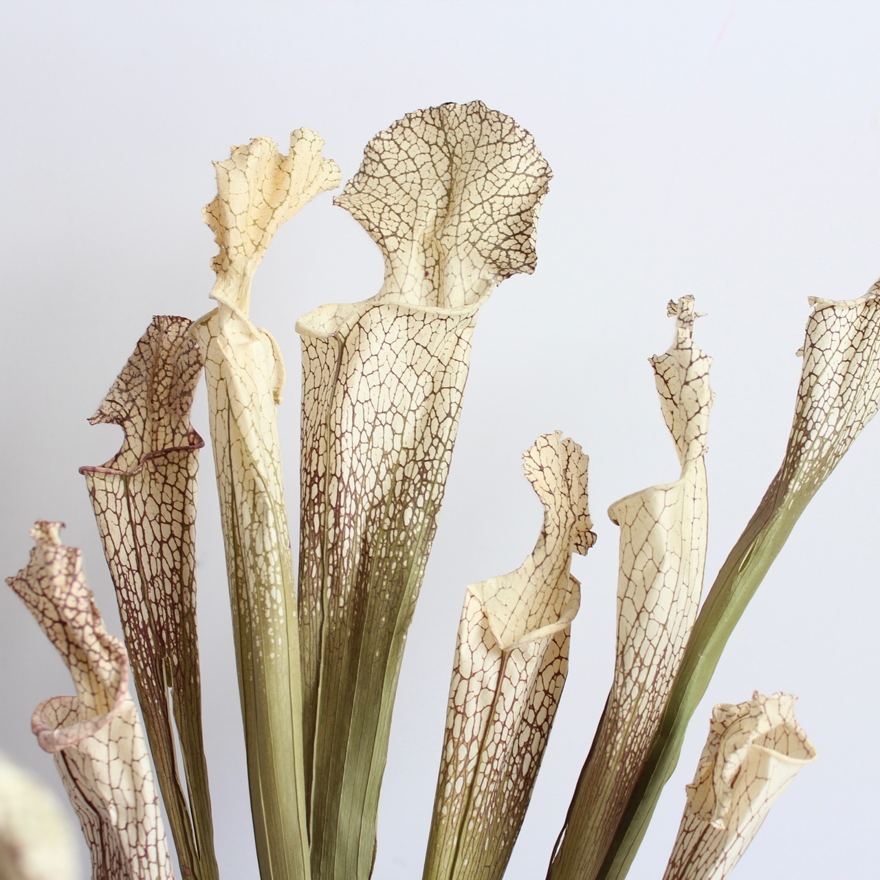 Sarracenia Lily Roxanne S Dried Flowers