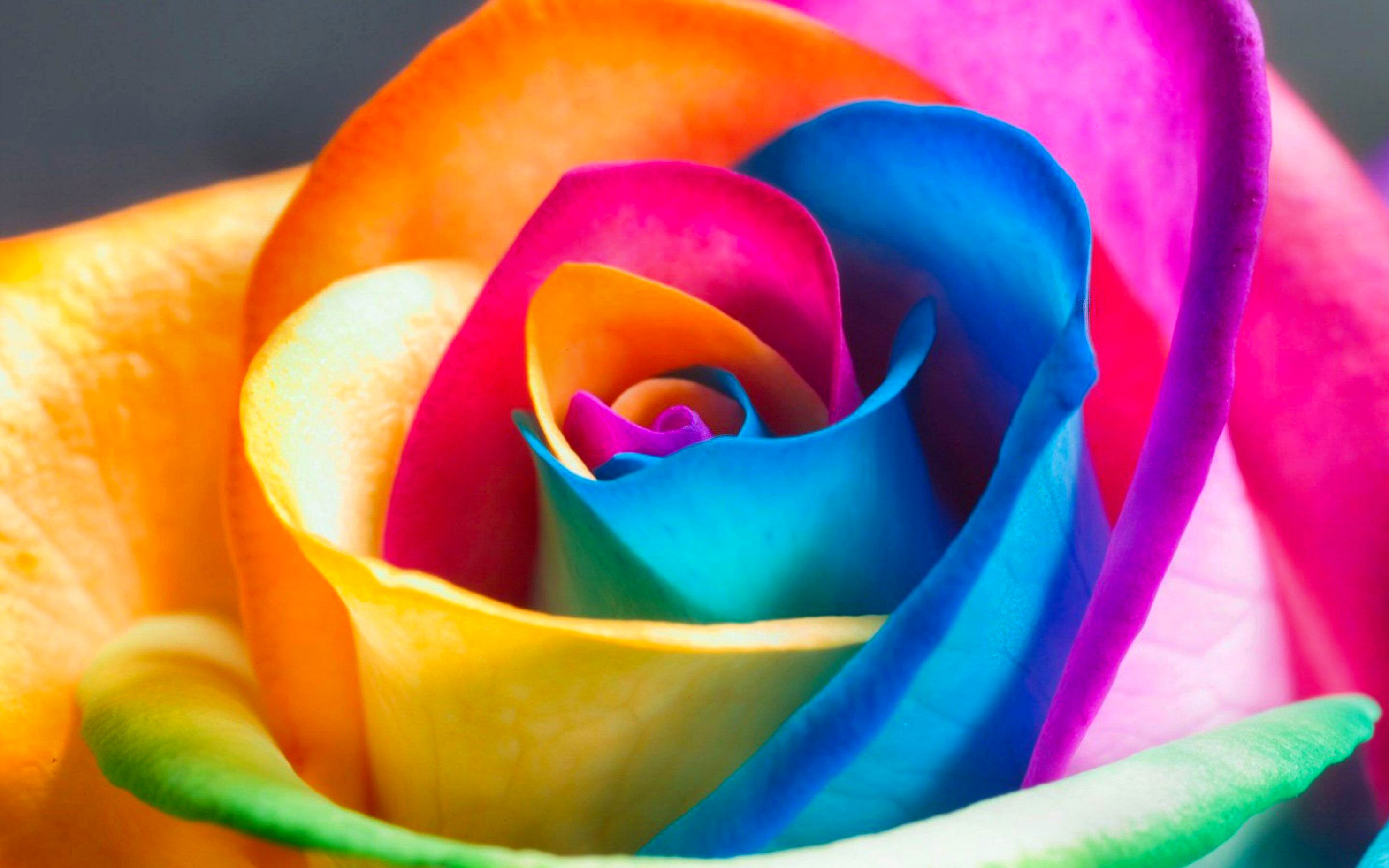 A vibrant rainbow rose in close-up, showcasing its multicolored petals