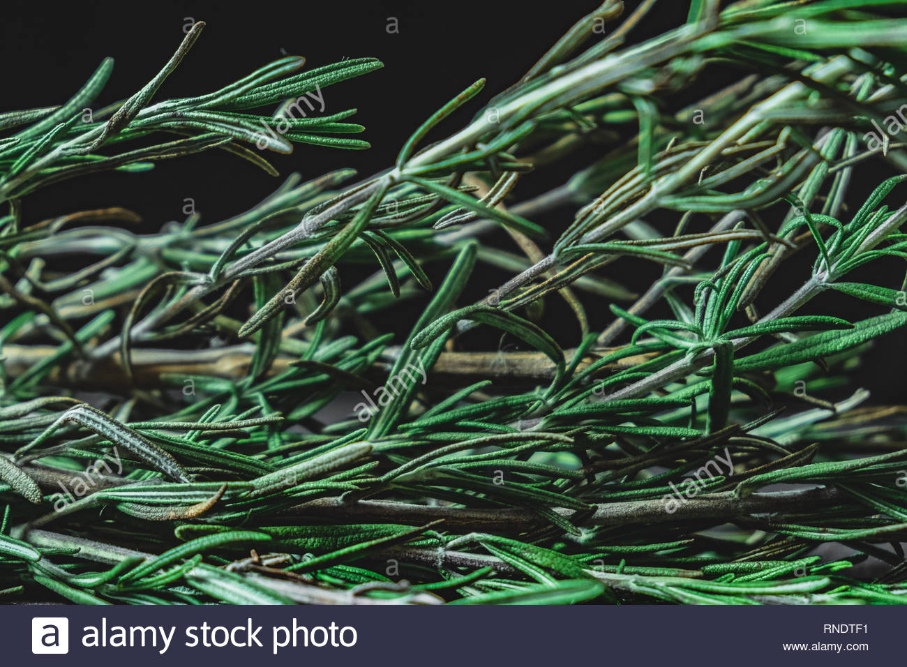 Free download Leaves of rosemary plant in dark background Close up view