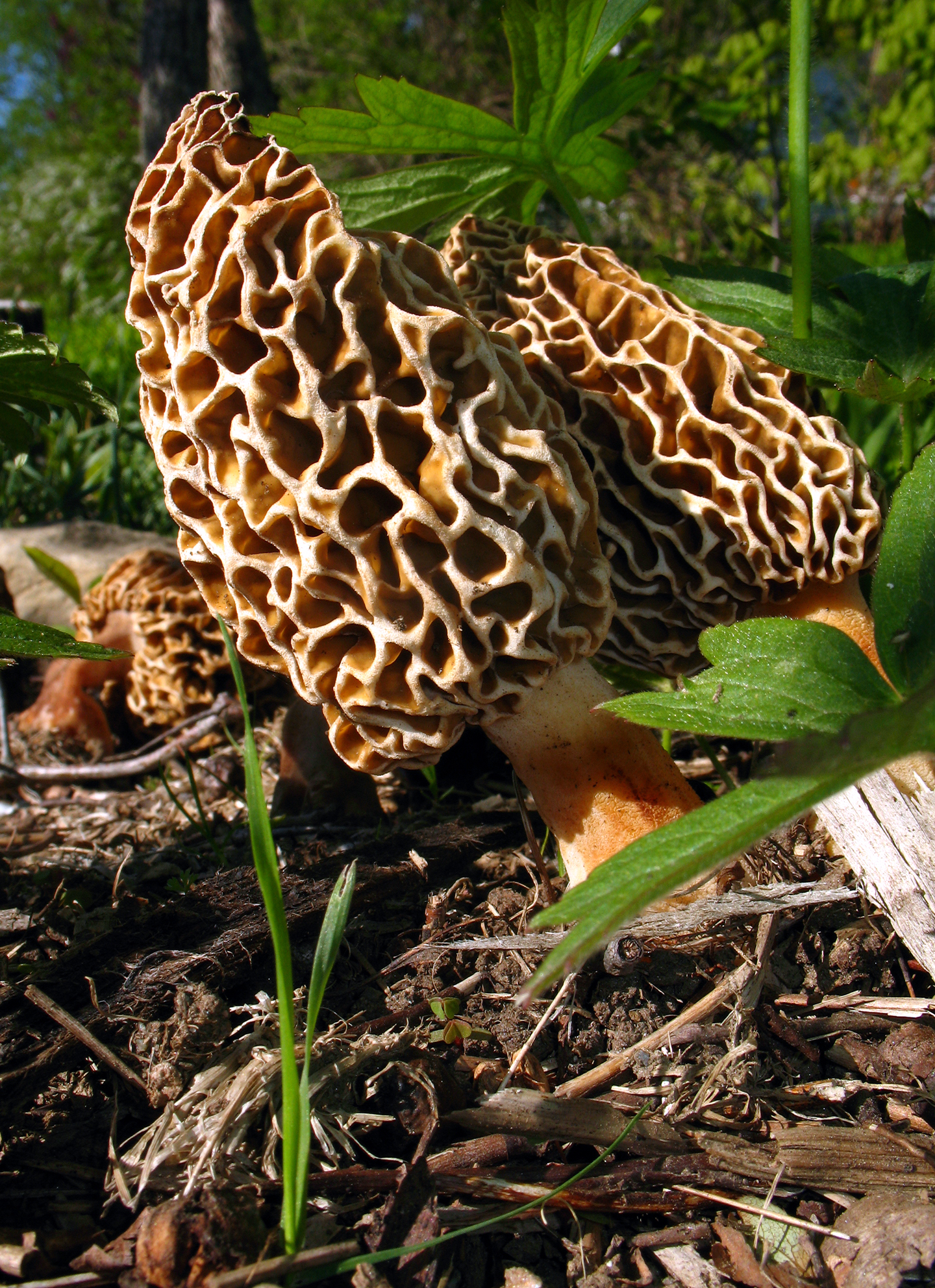 Mid Missouri Morels And Mushrooms How To Find Tattoo Design