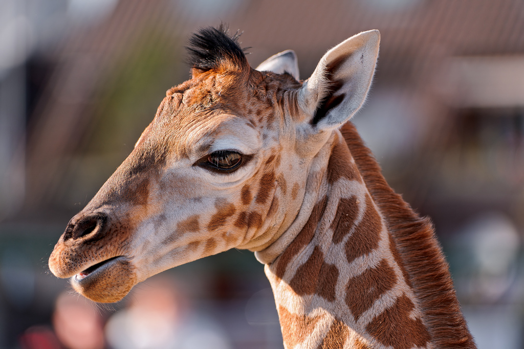 Amazing And Cute Pictures Of Giraffes