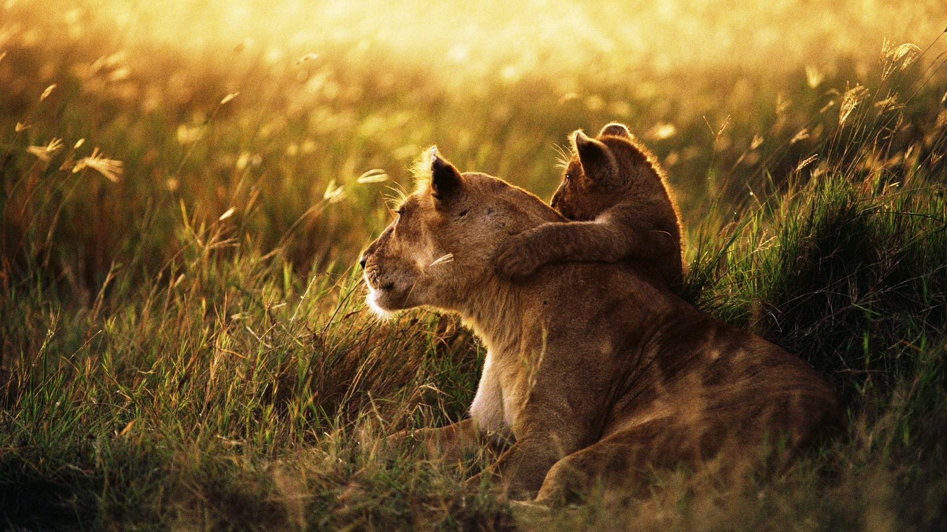 Animal Cubs Lion Wallpaper Full HD