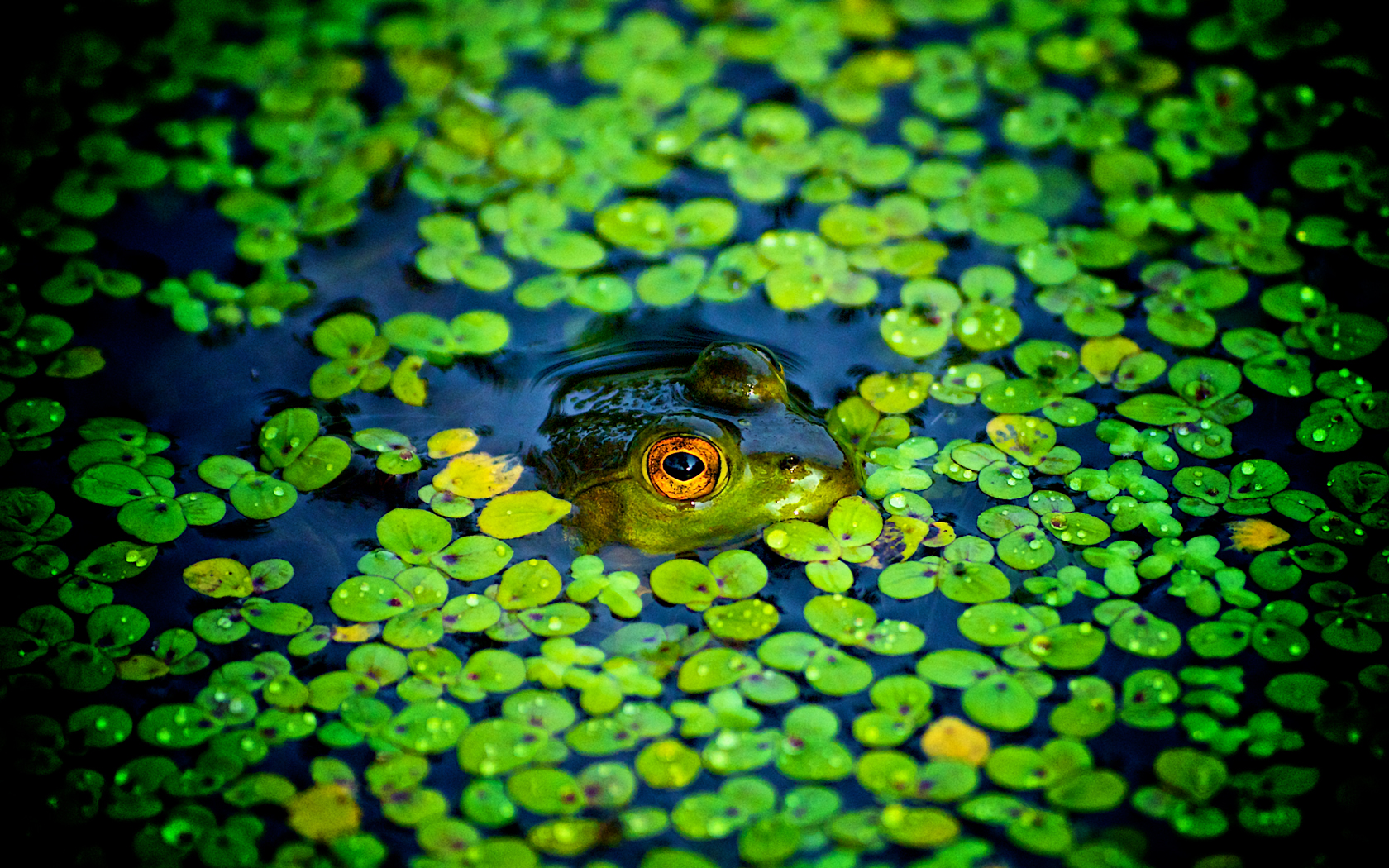 Peep Desktop Wallpaper Frog Taking A Background