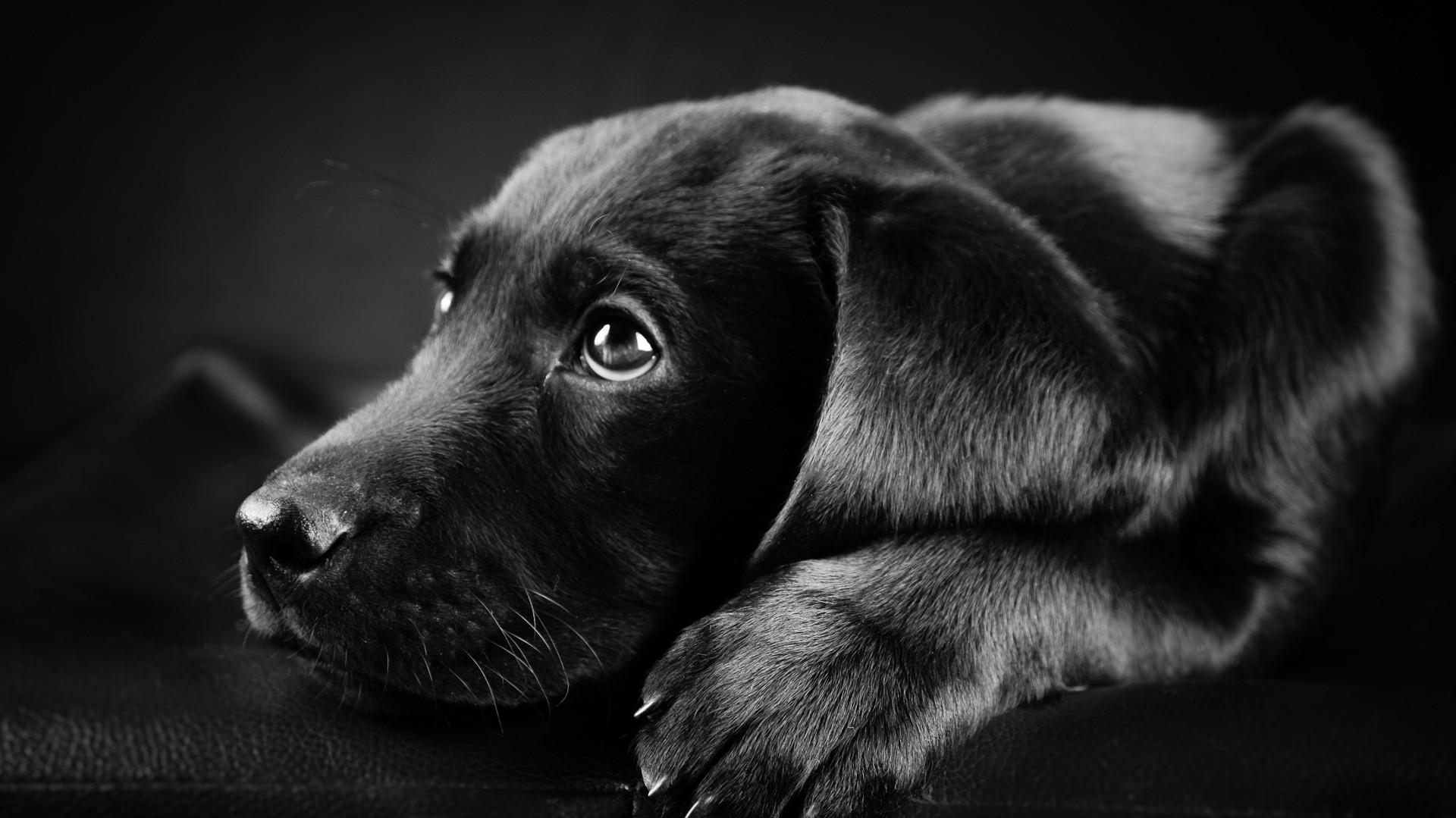 Puppies Dog Face Animals Black Labrador Retriever