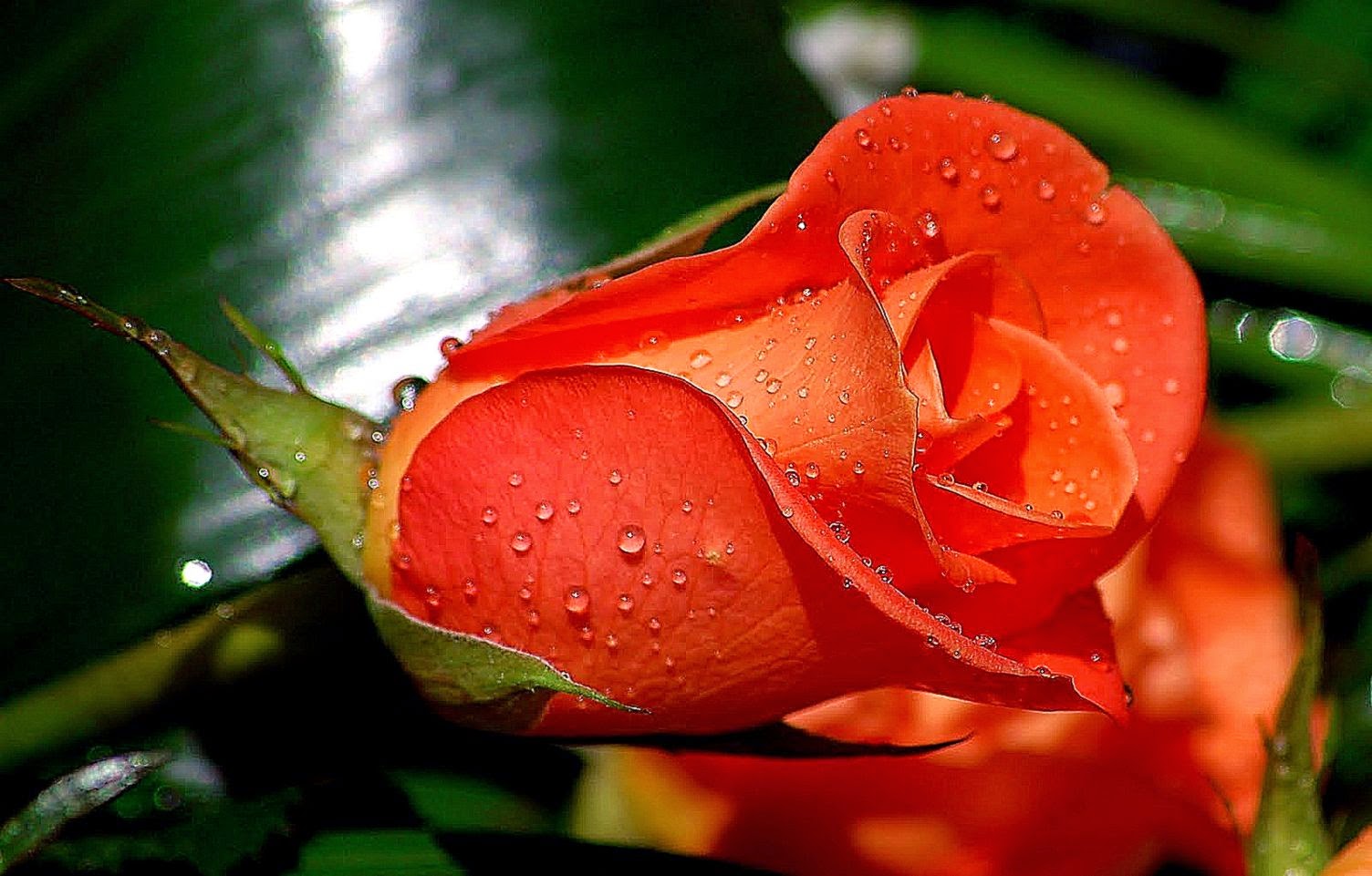 Beautiful Flowers Wallpaper Roses HD