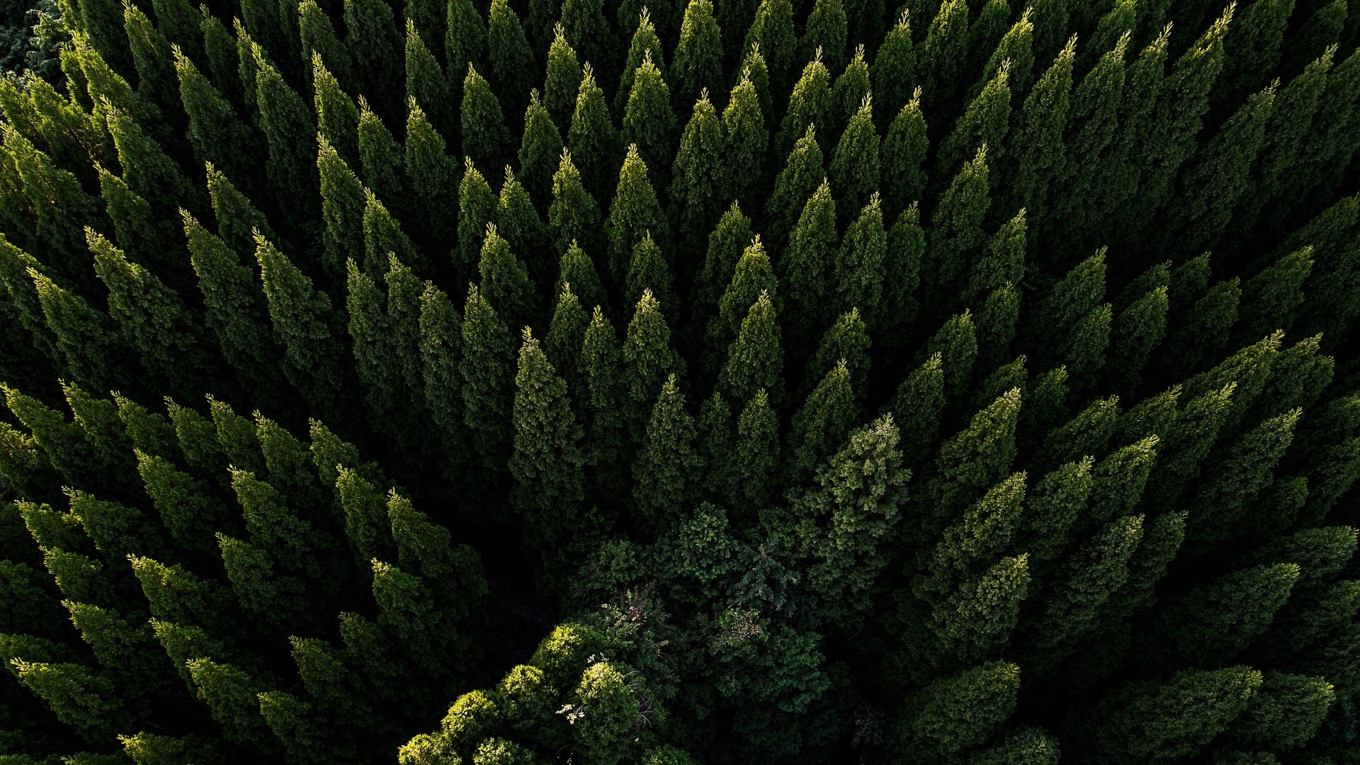 Aerial Nature Forest 4k Ultra HD Wallpaper