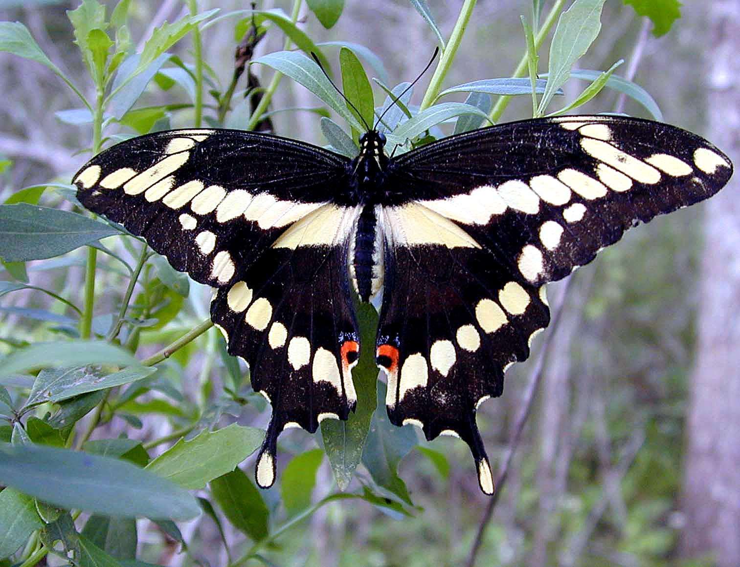 Giant Swallowtail HD Pictures