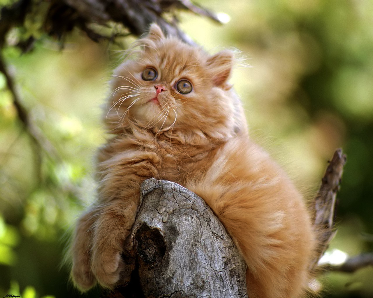 Cat Picture Crazy Cats HD Wallpaper Image Stock