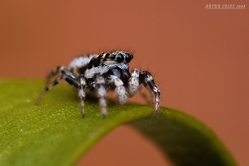 Cute Jumping Spider Wallpaper By Bullter