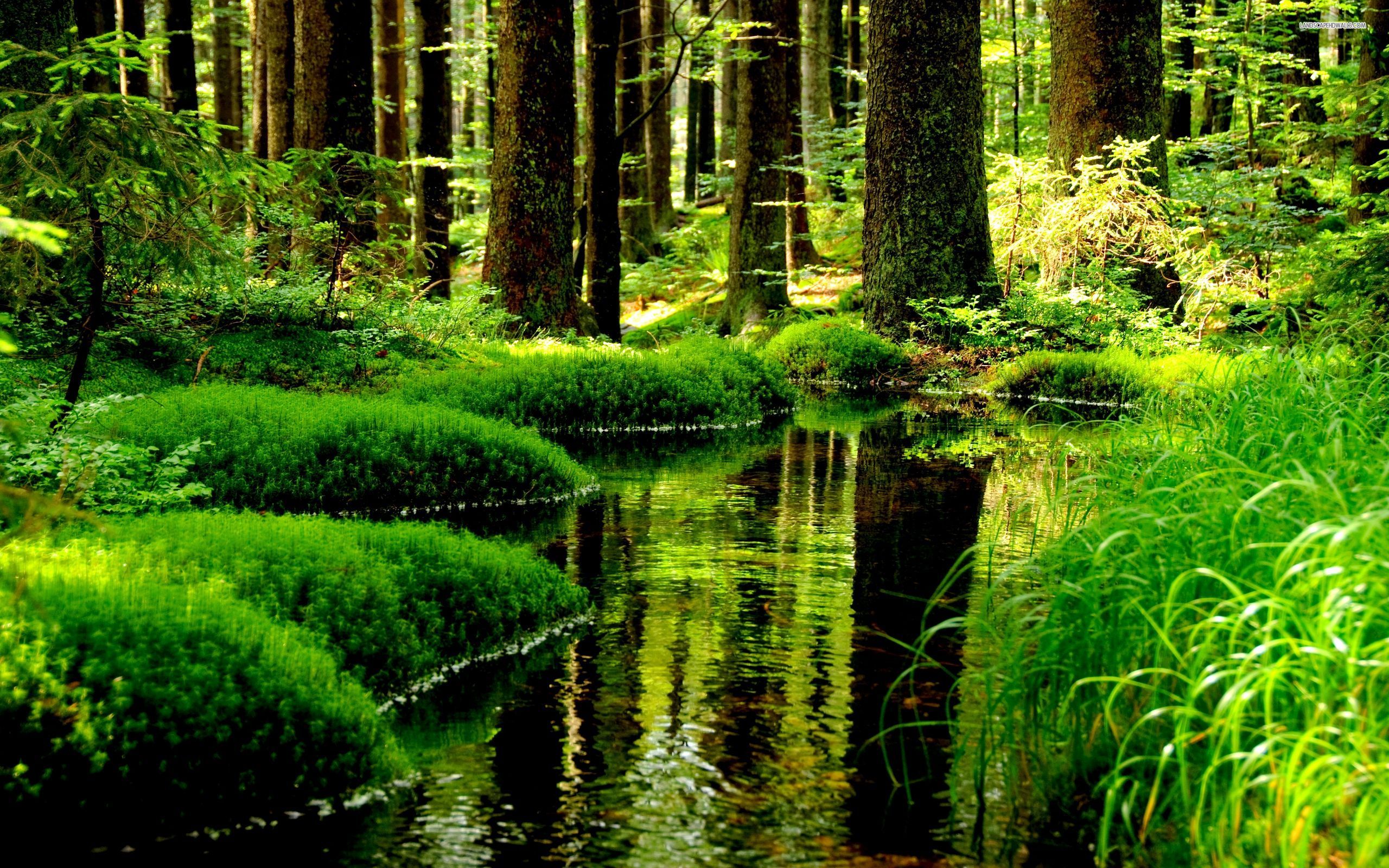 High Quality Image Of Stunning Forest In Top Collection