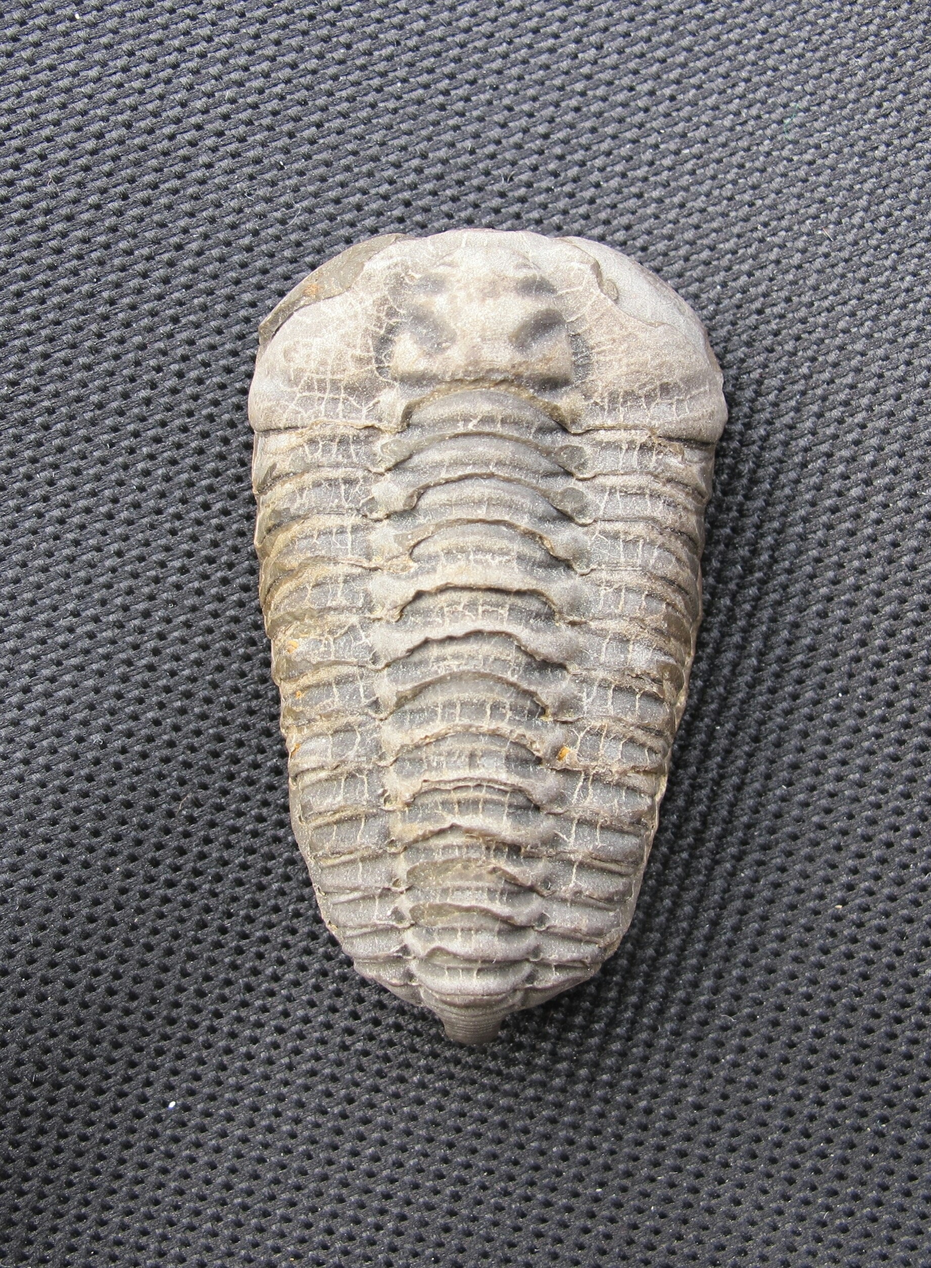 Colpocoryphe Bohemica Fossil Trilobite Animal Shell