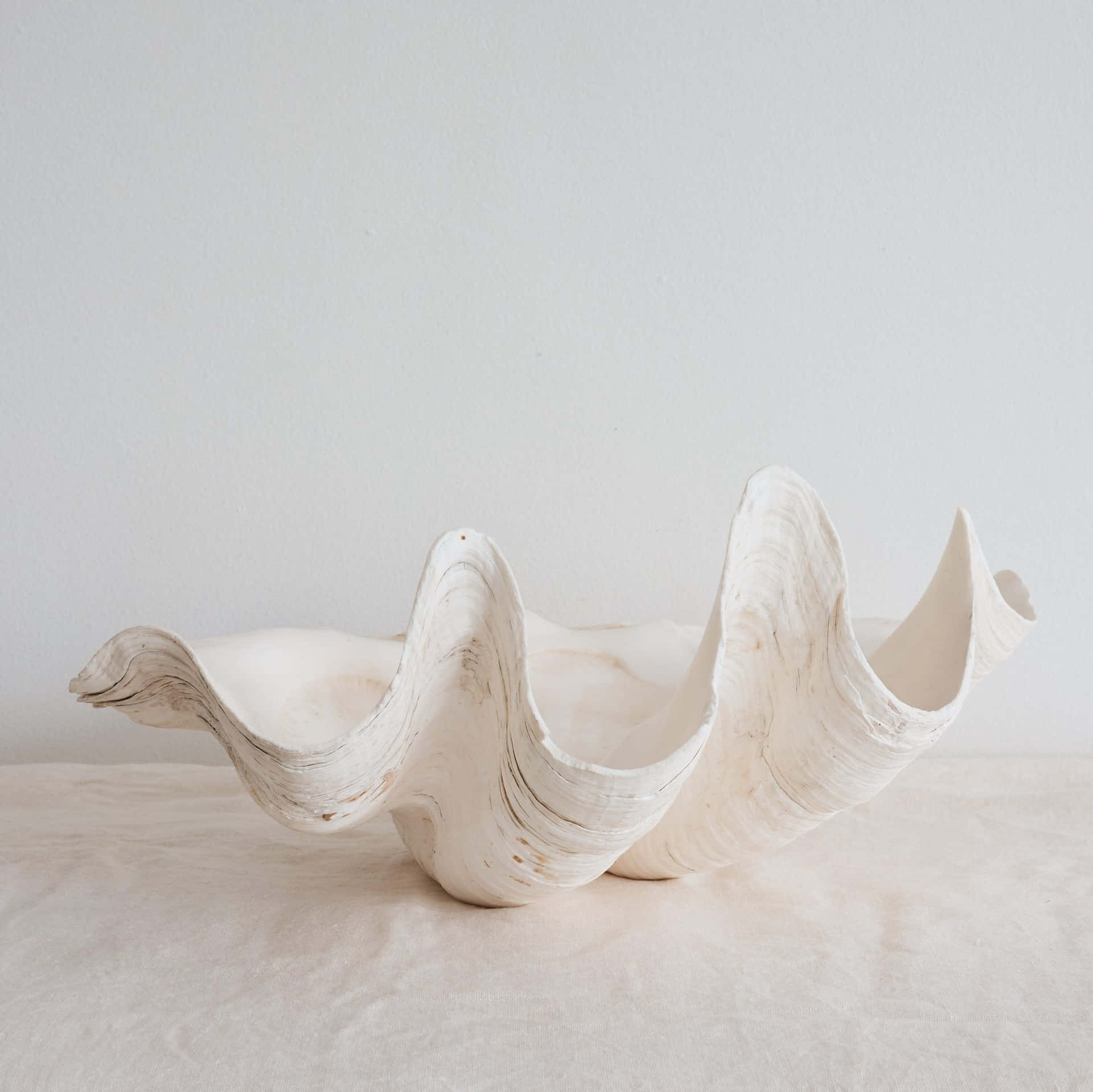 Serene Coastline With A Clam Shell Wallpaper