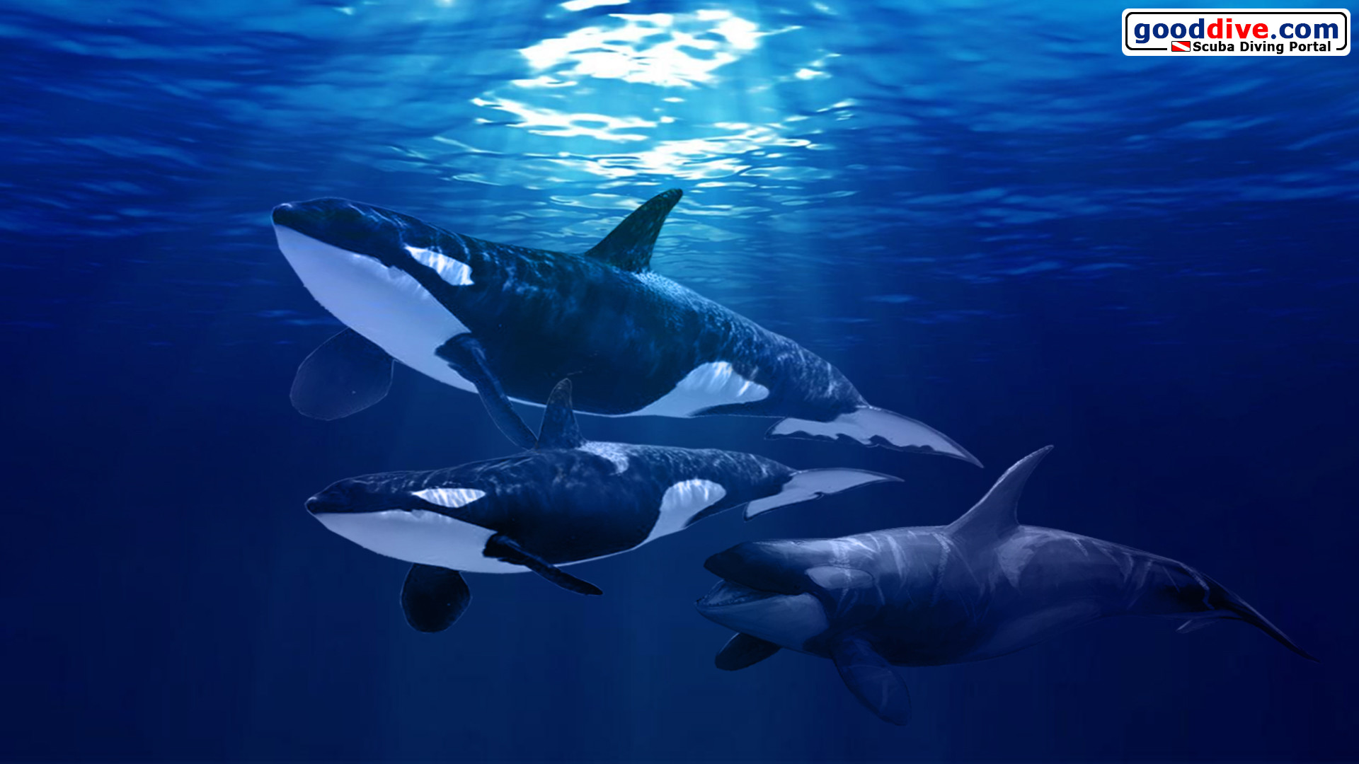 Killer Whales Wallpaper