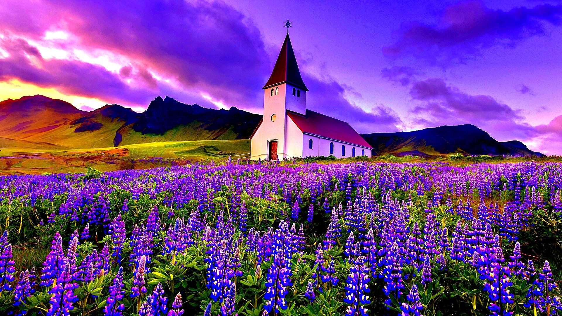 Flower Field Wallpaper