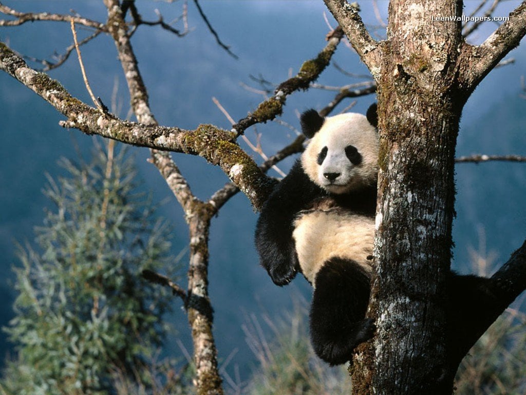 Welcome to Animal Cognizance Giant Panda Bear Photograph