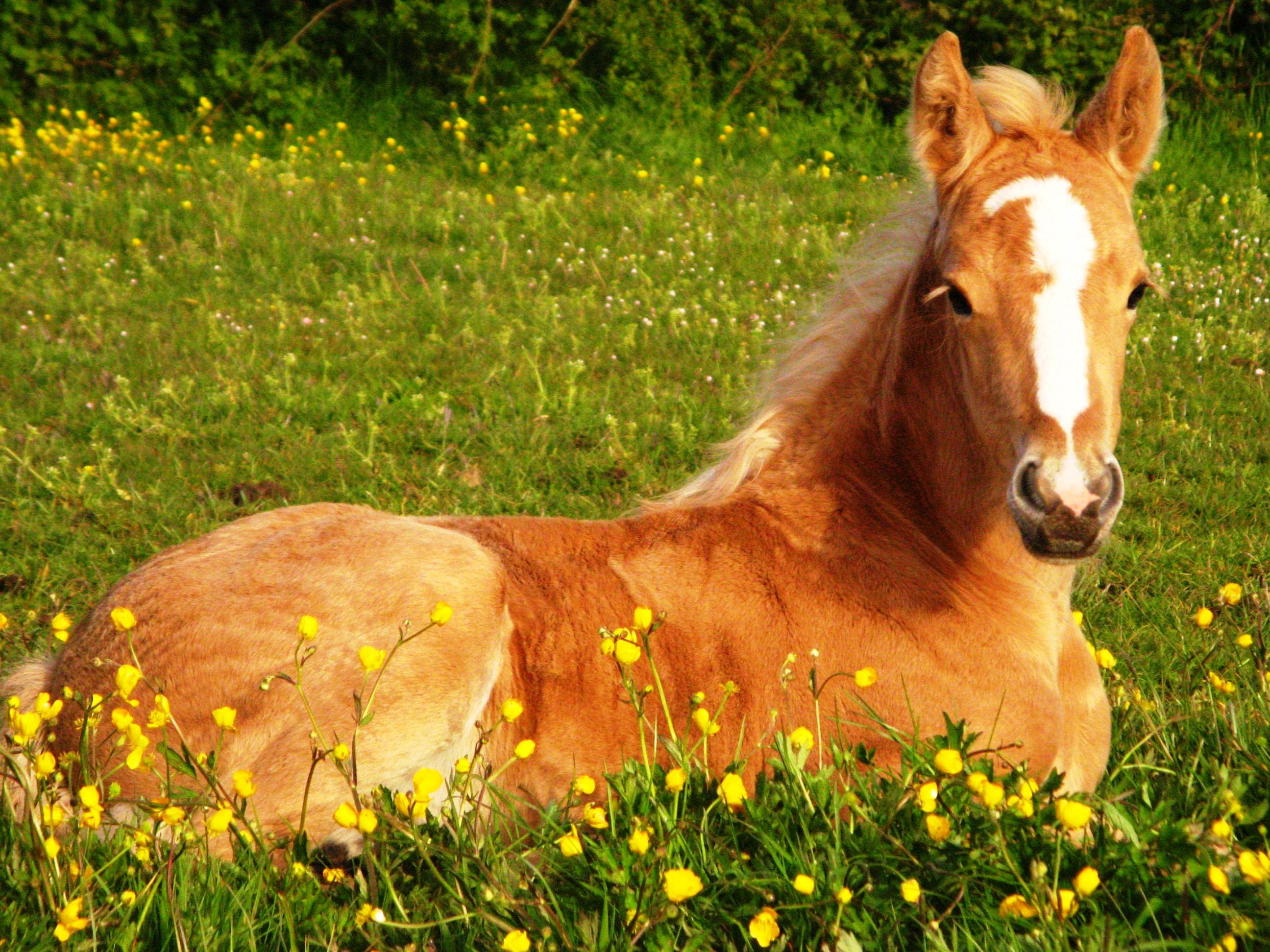 Beautiful Horse Wallpaper