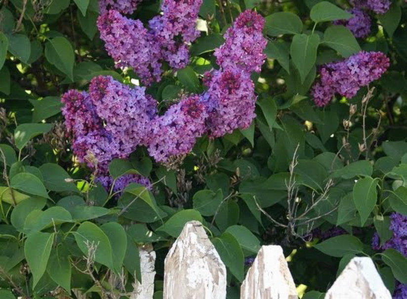 LILACS AND PICKET FENCE wallpaper